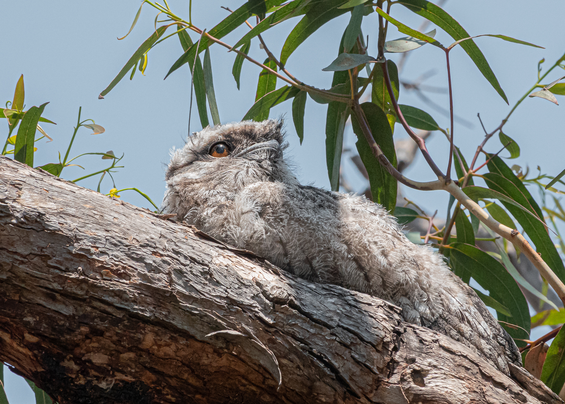 Tawny Frogmouth (Image ID 40379)