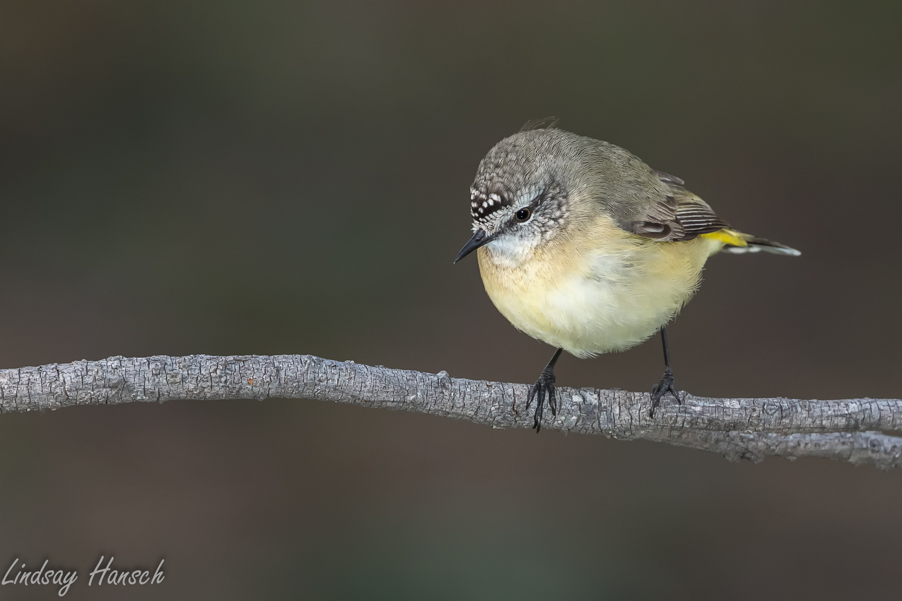 Yellow-rumped Thornbill (Image ID 40496)