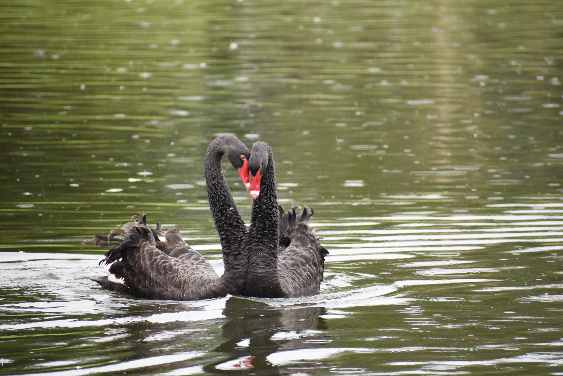 Black Swan (Image ID 40576)
