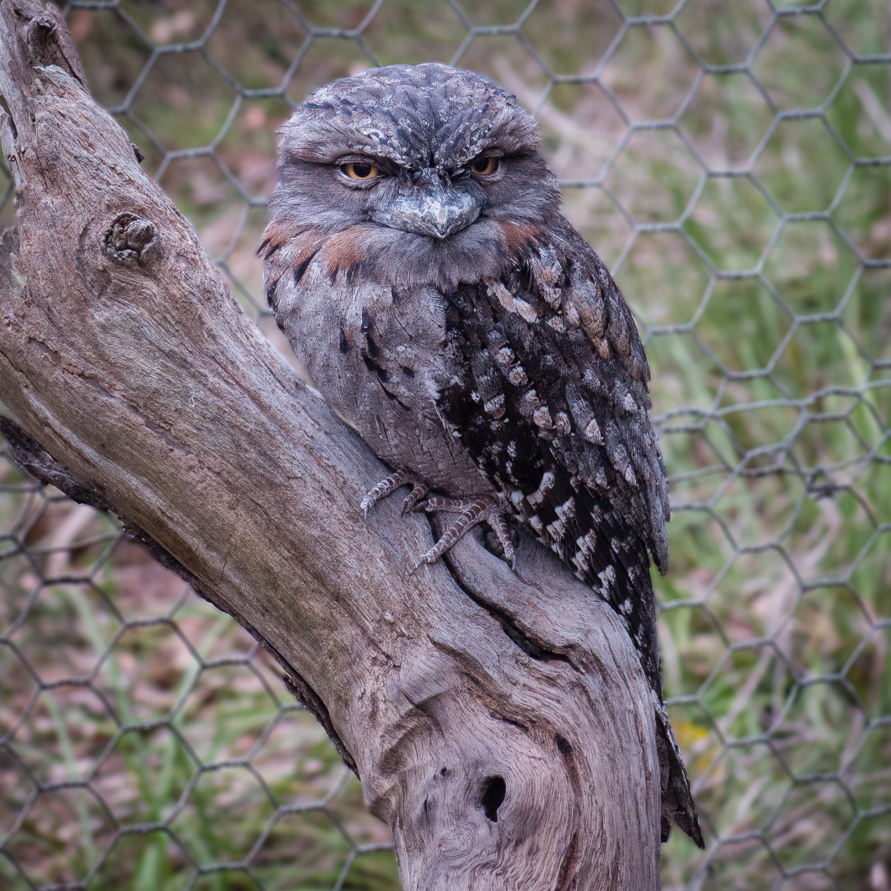 Tawny Frogmouth (Image ID 40368)