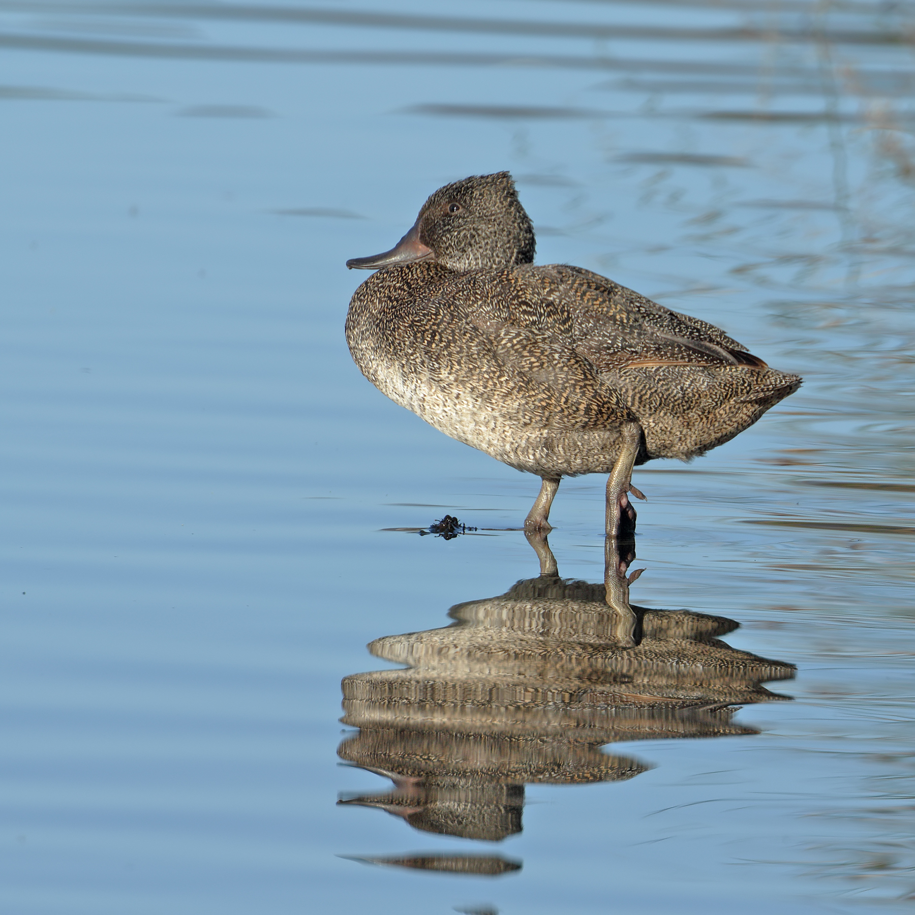 Freckled Duck (Image ID 40607)