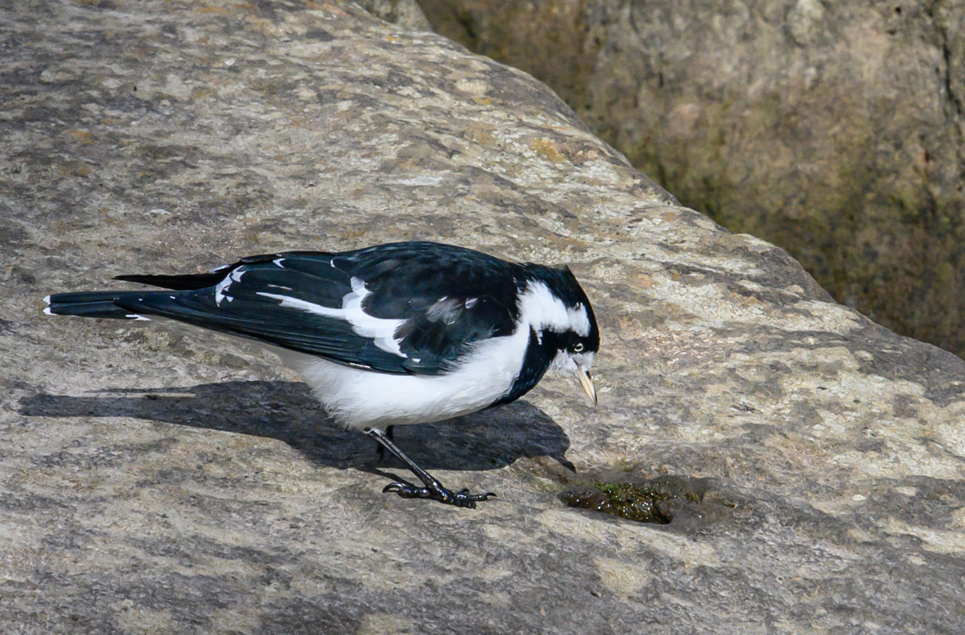 Magpie-lark (Image ID 40318)