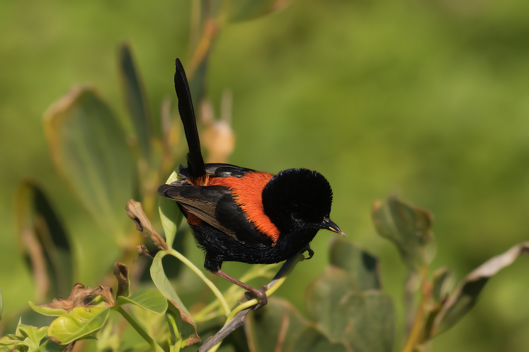 Red-backed Fairy-wren (Image ID 40621)