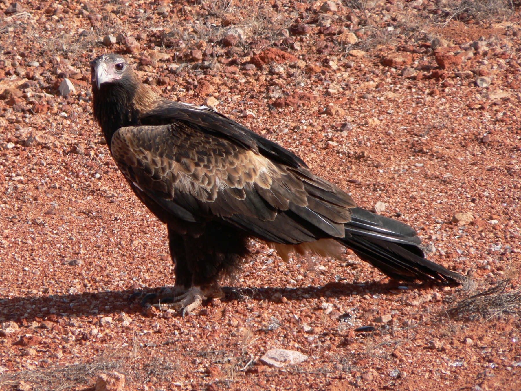 Wedge-tailed Eagle (Image ID 40322)