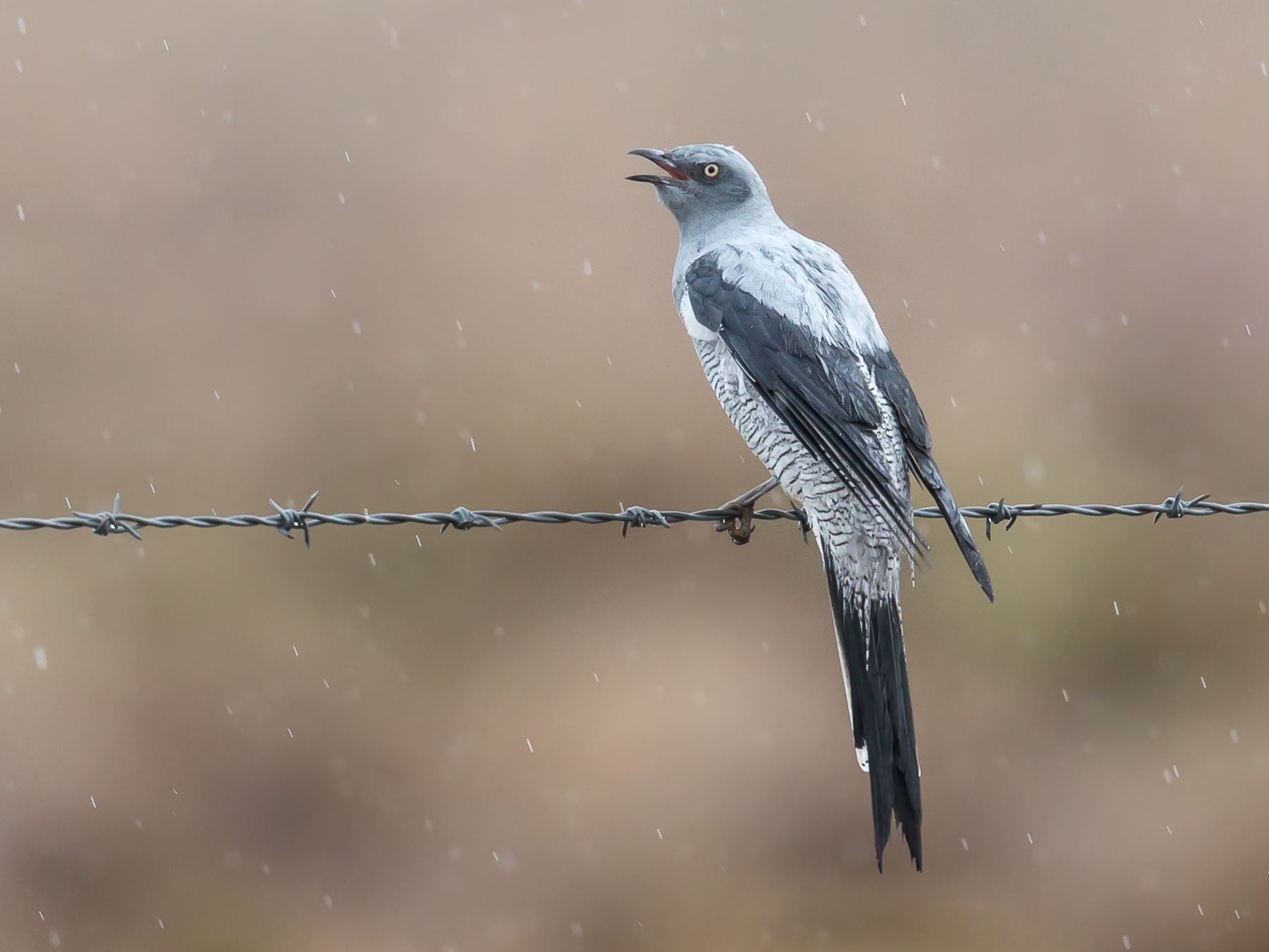 Ground Cuckoo-shrike (Image ID 40613)