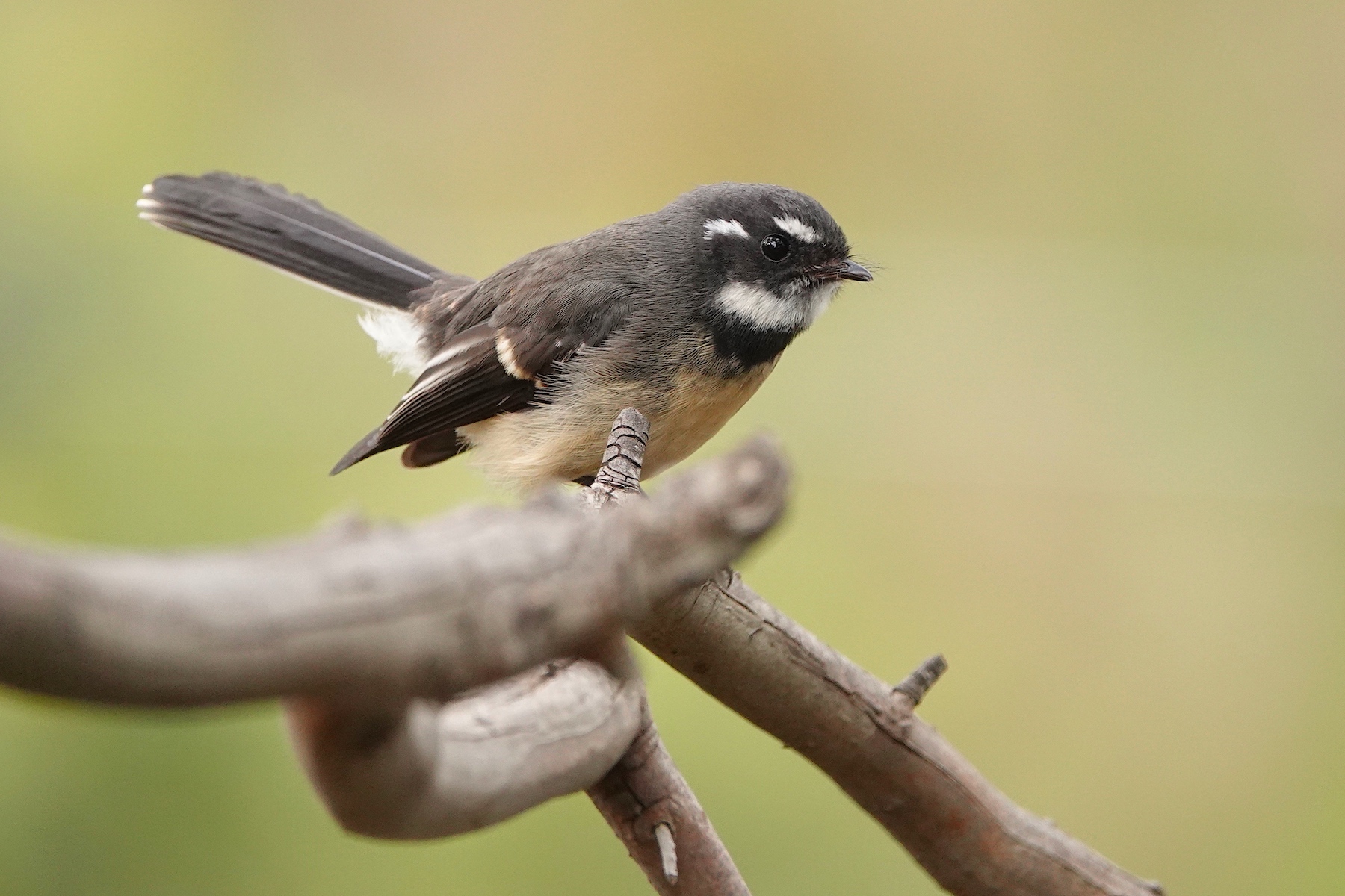 Grey Fantail (Image ID 40624)