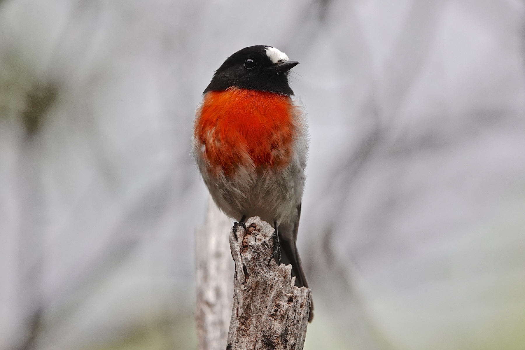 Scarlet Robin (Image ID 40535)