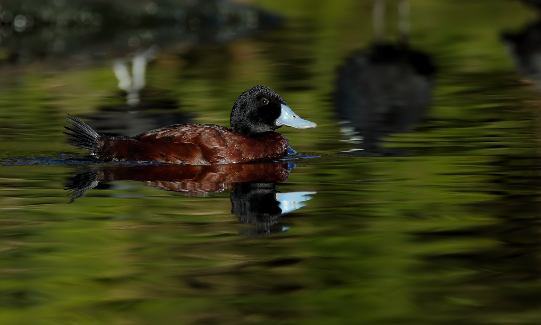 Blue-billed Duck (Image ID 40684)