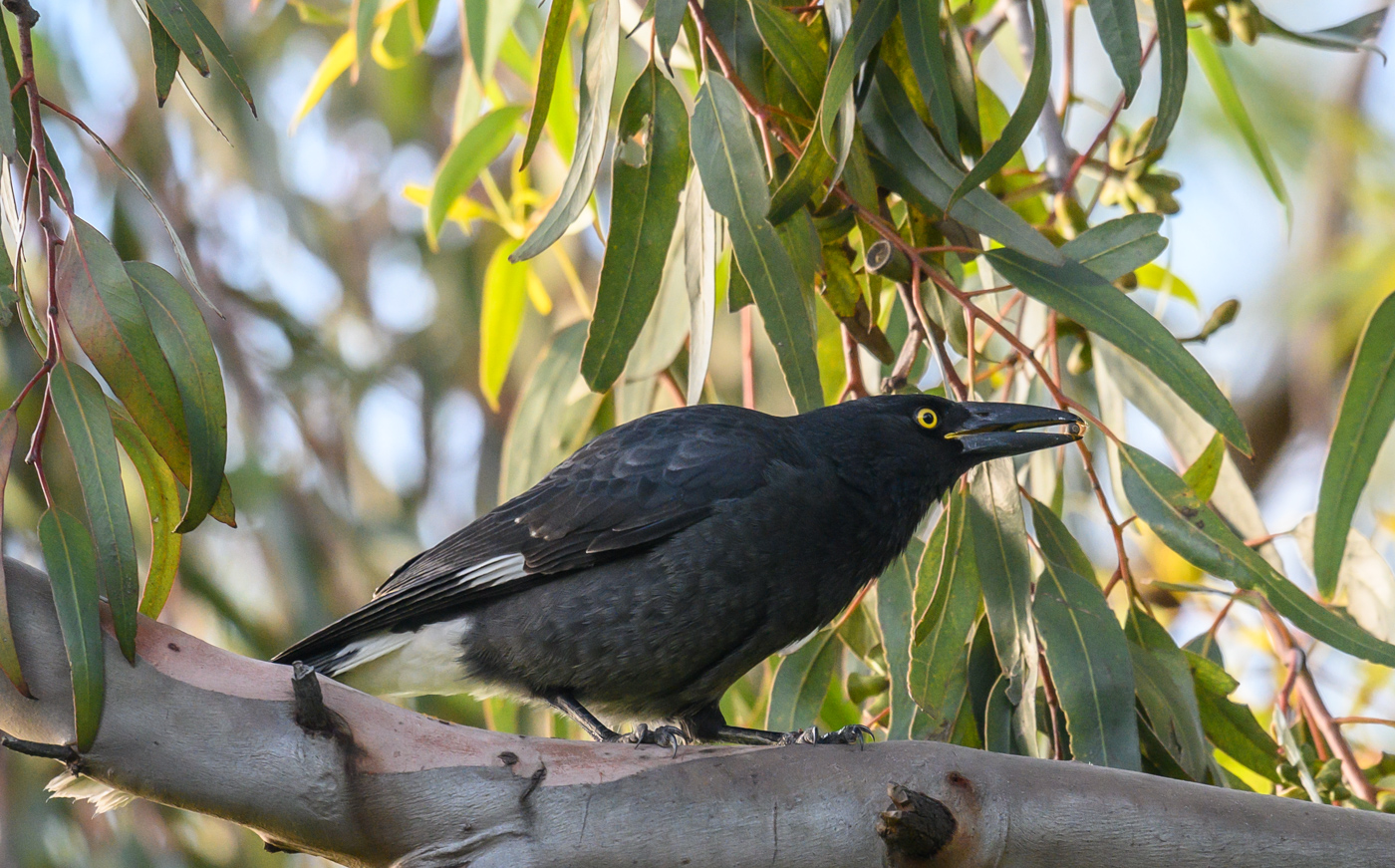 Pied Currawong (Image ID 40679)