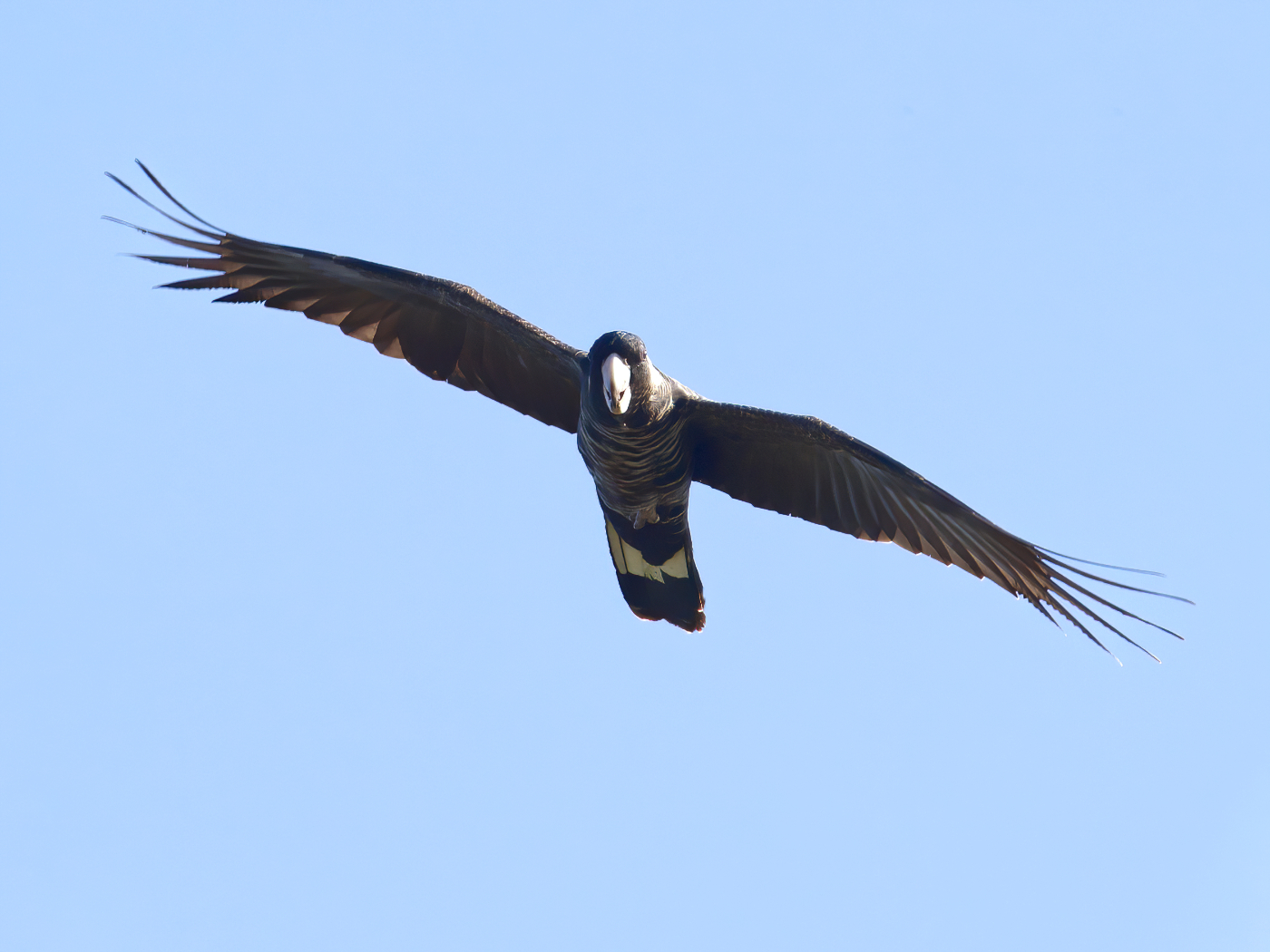 Carnaby's Black-Cockatoo (Image ID 40357)