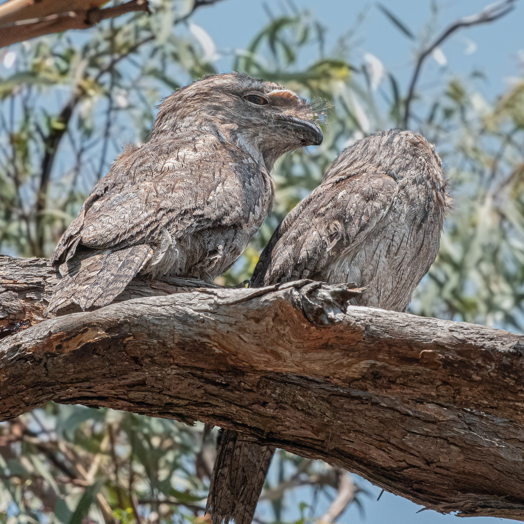 Tawny Frogmouth (Image ID 40361)
