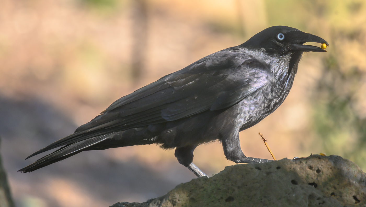 Little Raven (Image ID 40392)
