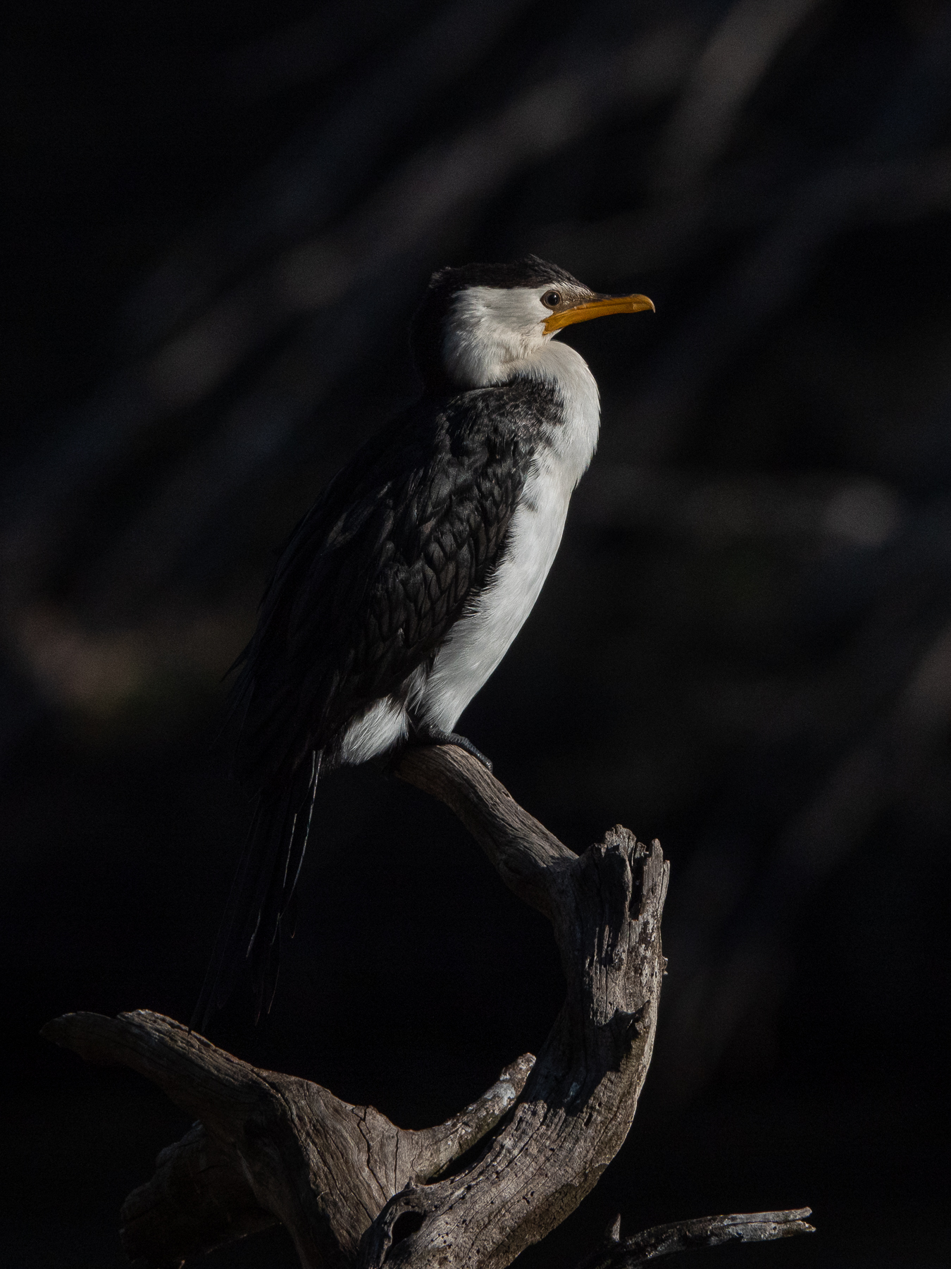 Little Pied Cormorant (Image ID 40569)