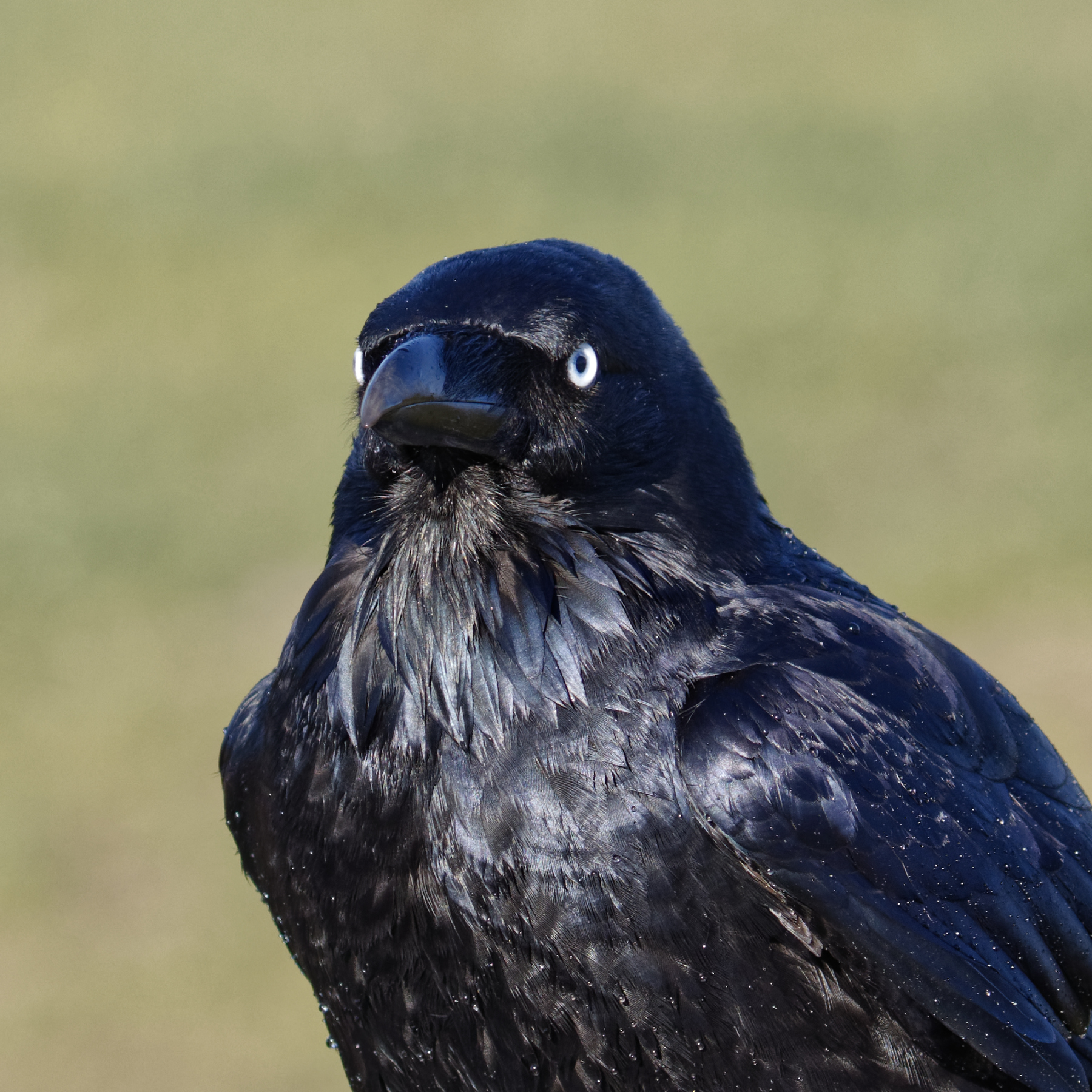 Australian Raven (Image ID 40556)