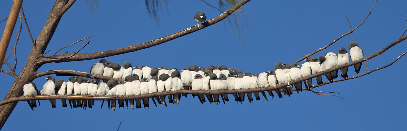 White-breasted Woodswallow (Image ID 40305)