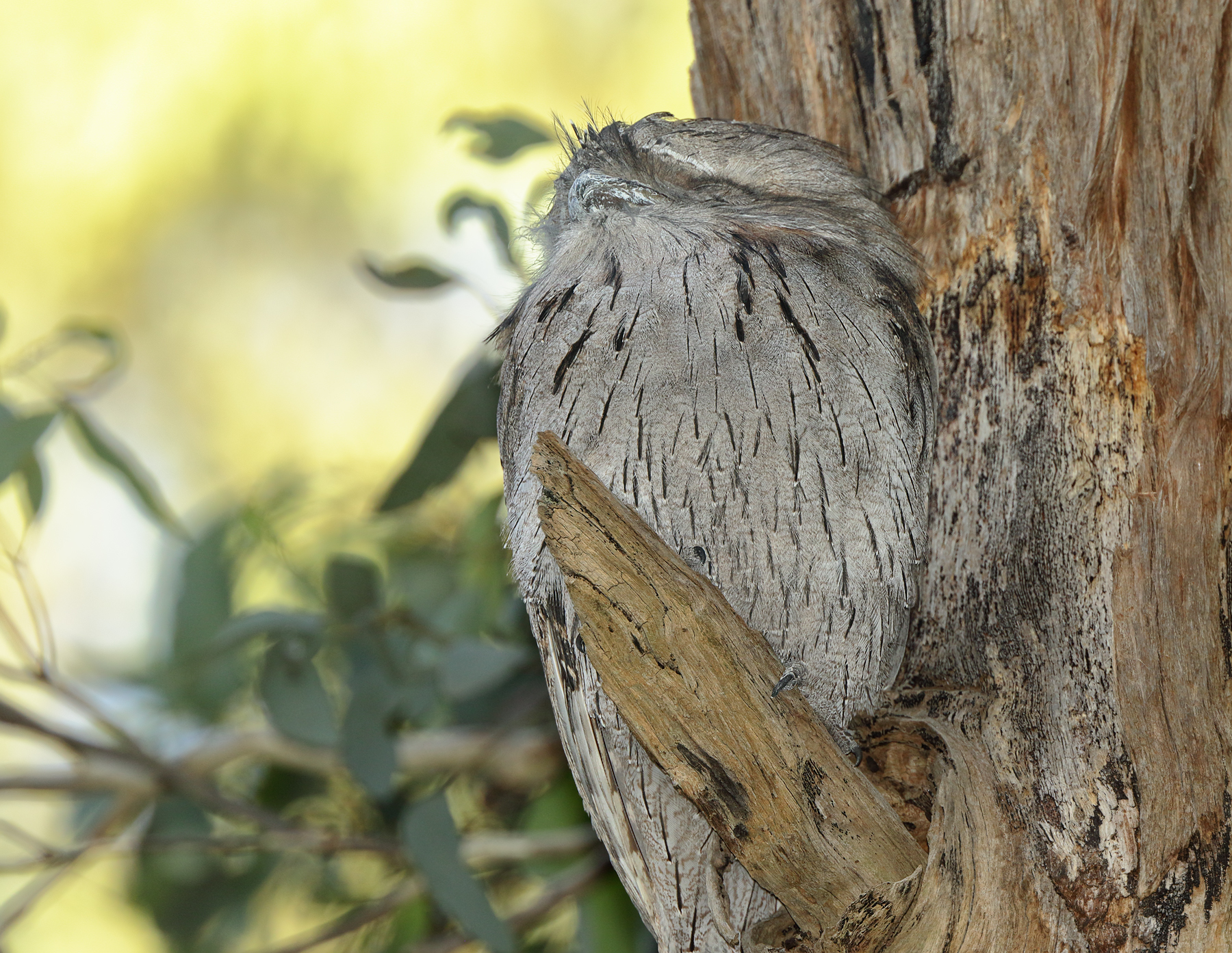 Tawny Frogmouth (Image ID 40312)