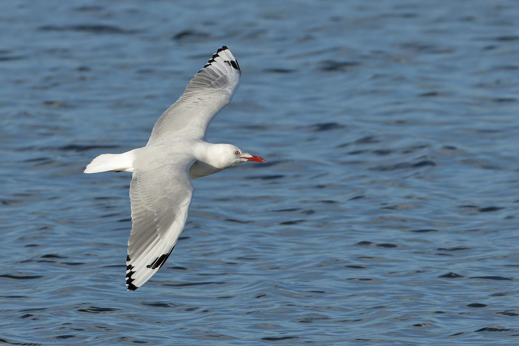 Silver Gull (Image ID 40925)