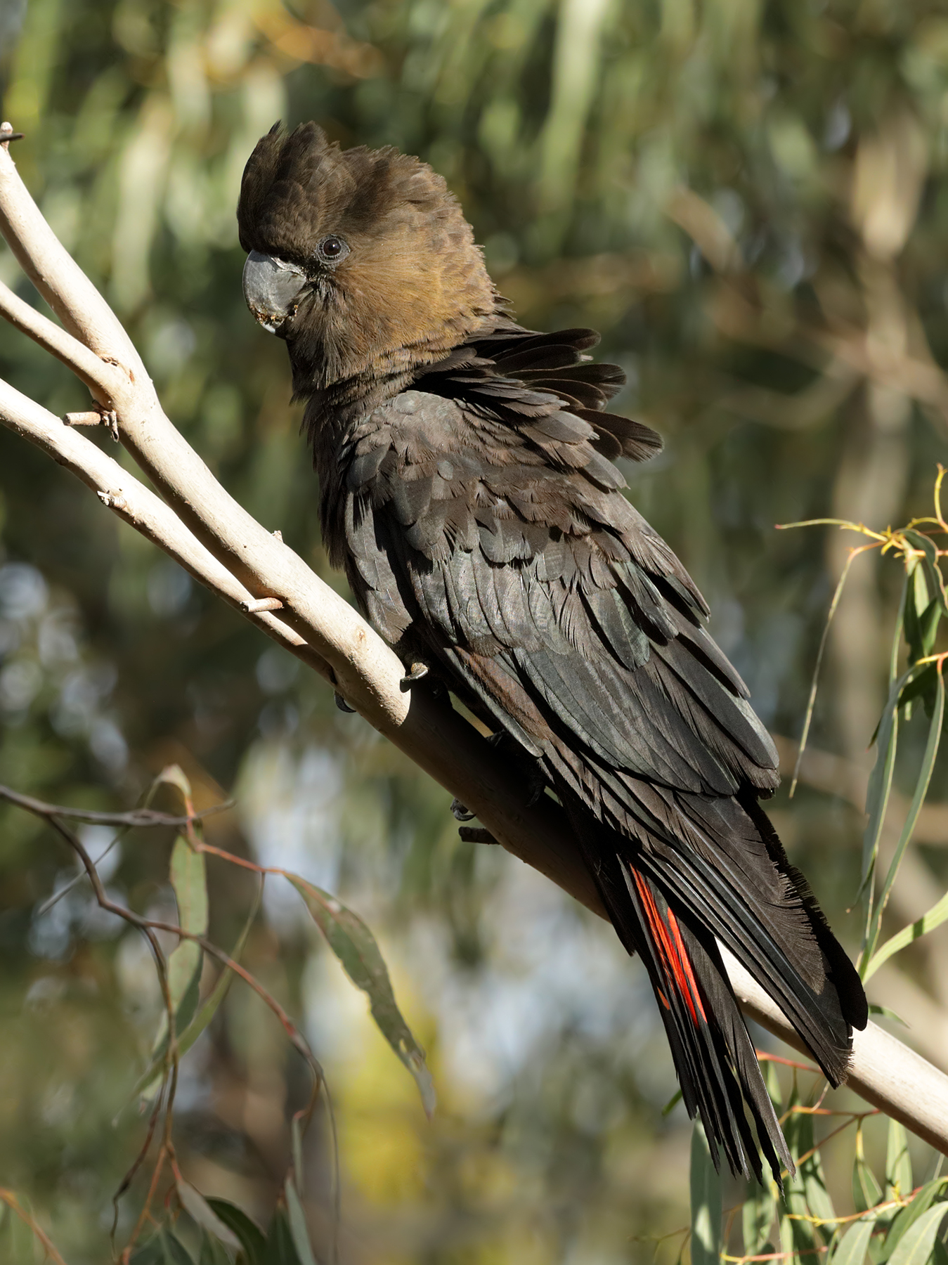 Glossy Black-Cockatoo (Image ID 41026)