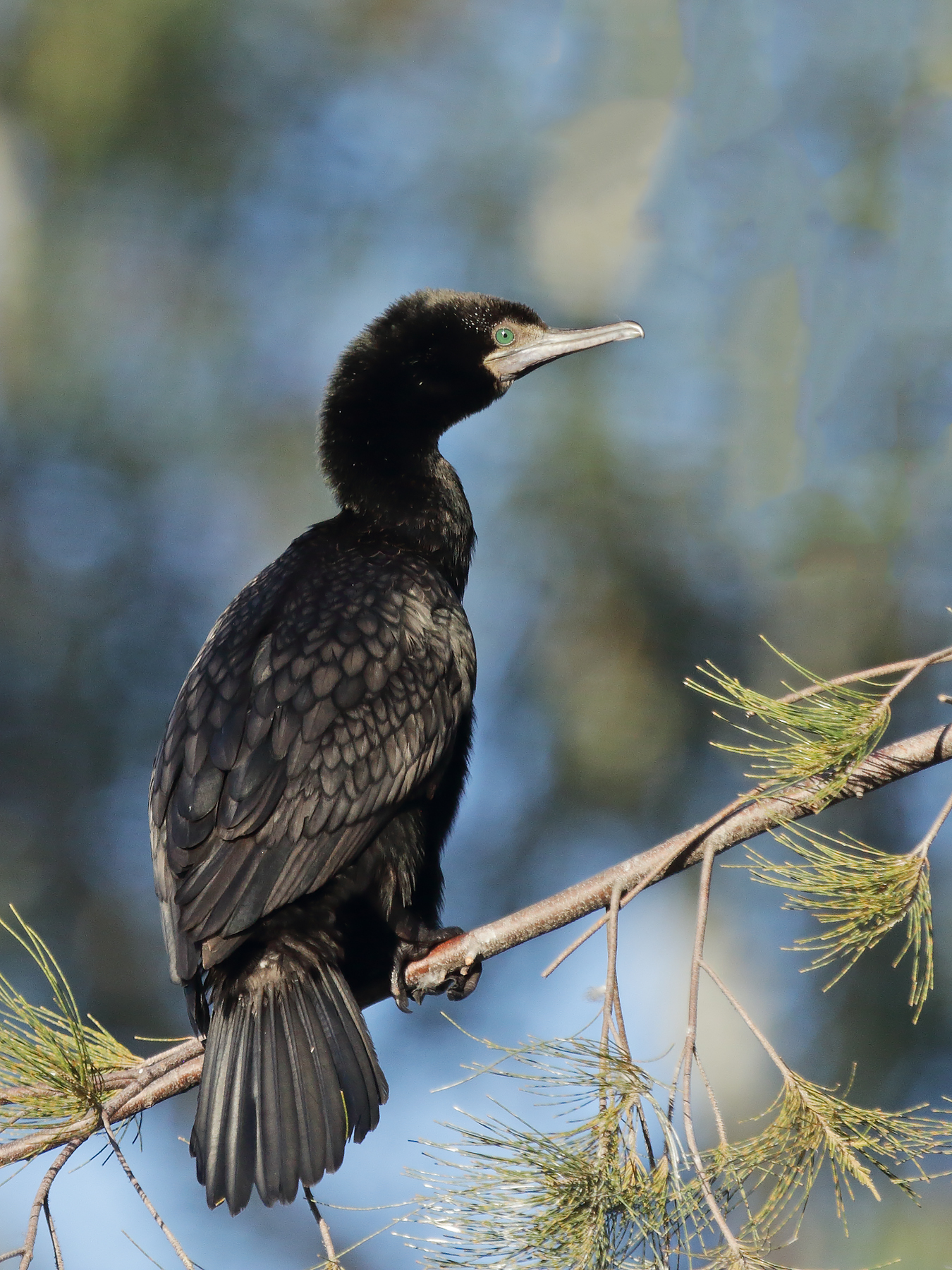 Little Black Cormorant (Image ID 40700)