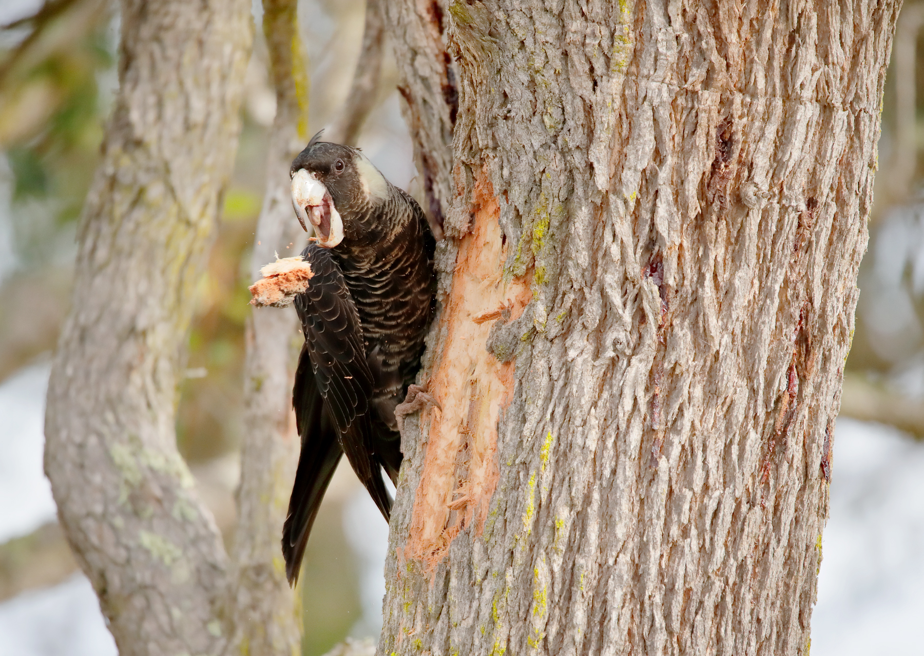 Carnaby's Black-Cockatoo (Image ID 40743)