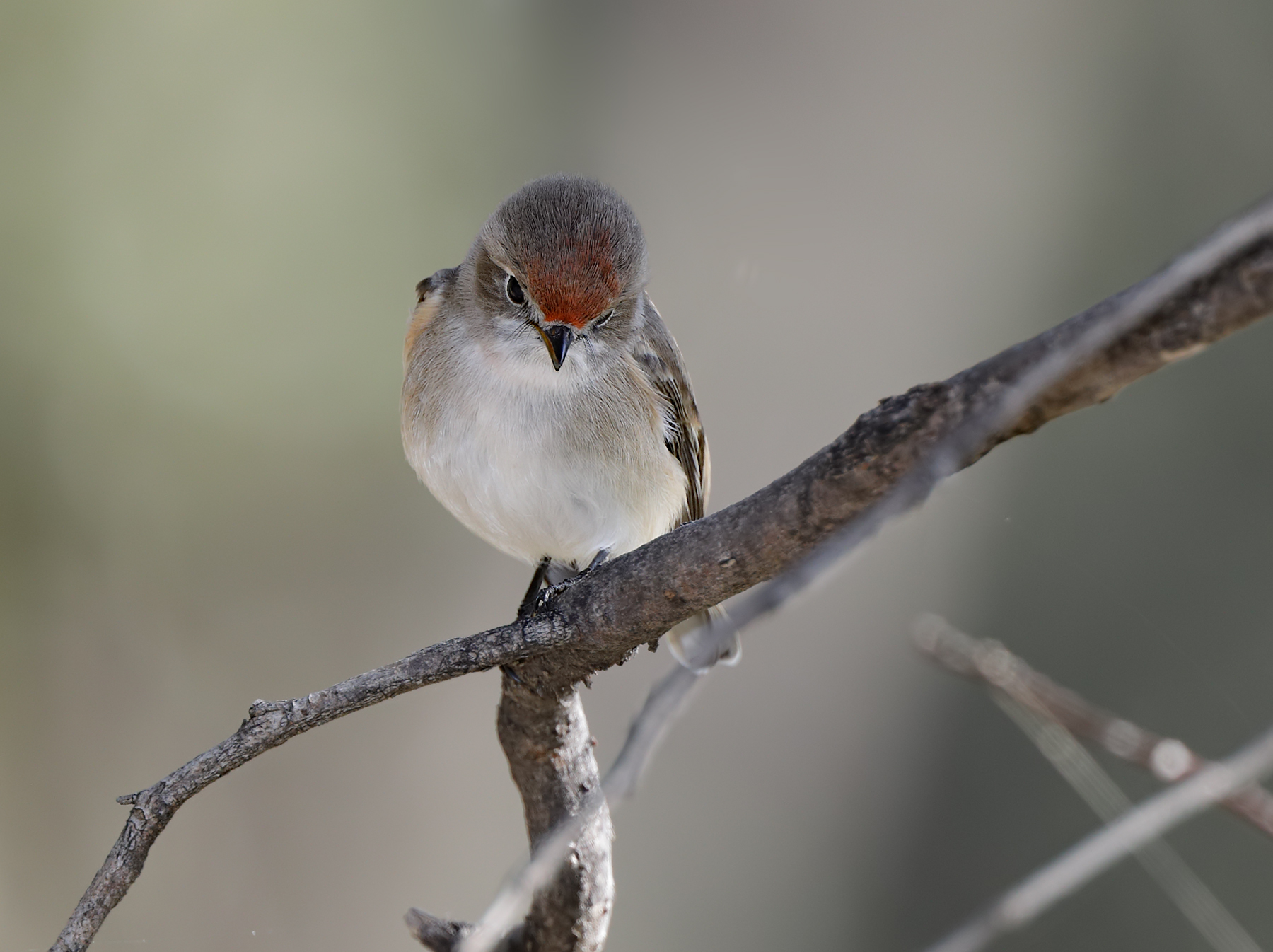 Red-capped Robin (Image ID 40715)