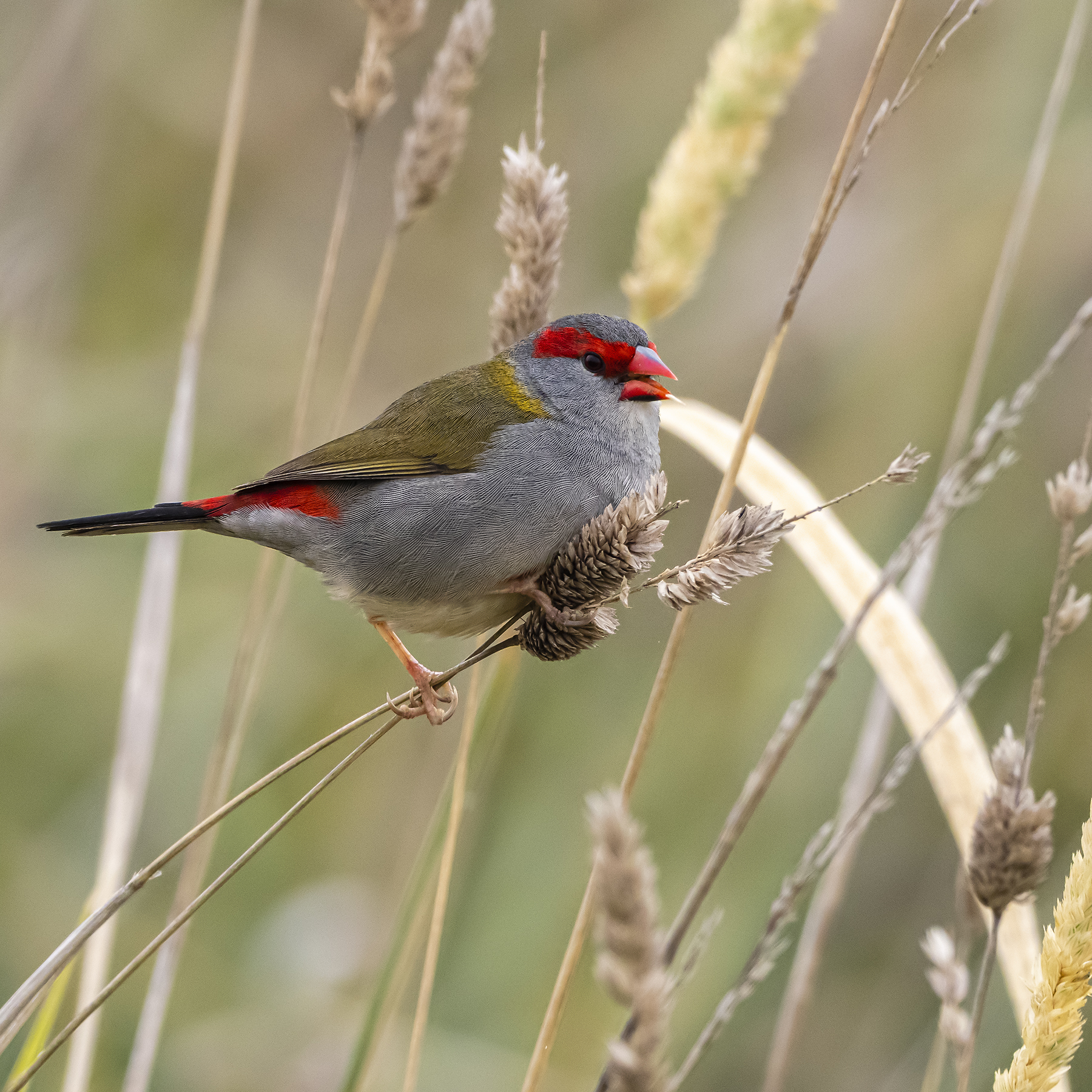 Red-browed Finch (Image ID 40816)