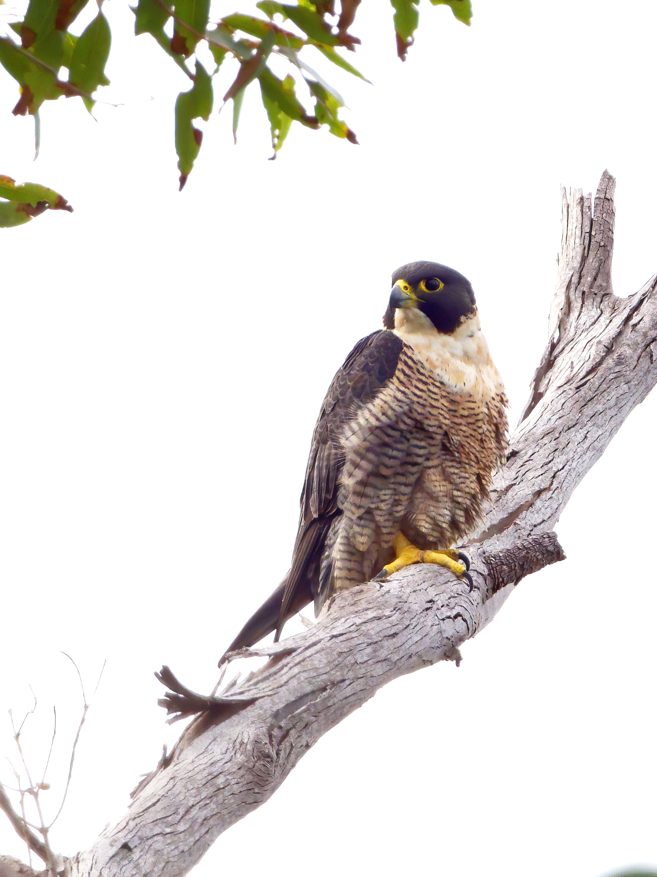 Peregrine Falcon (Image ID 40733)