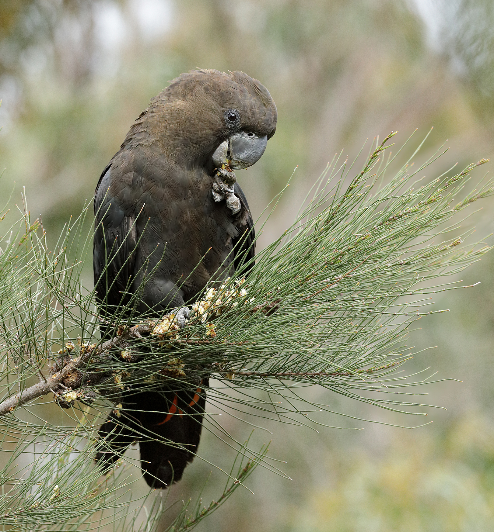 Glossy Black-Cockatoo (Image ID 41028)