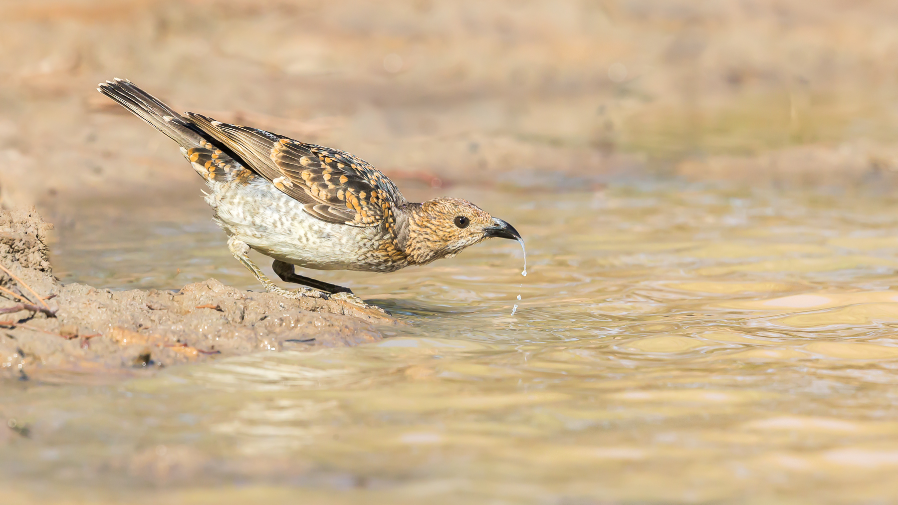 Spotted Bowerbird (Image ID 40712)