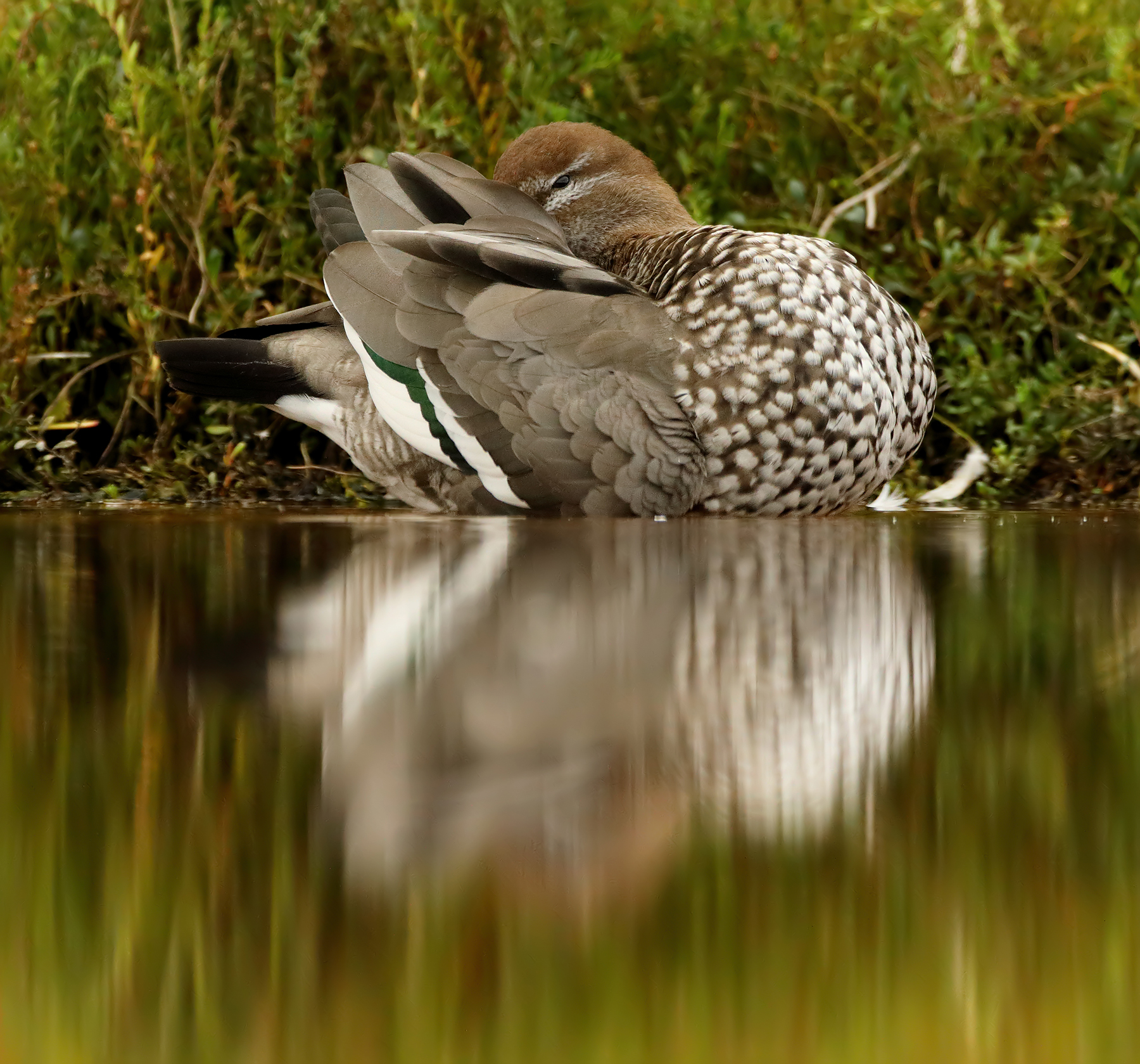 Australian Wood Duck (Image ID 40796)