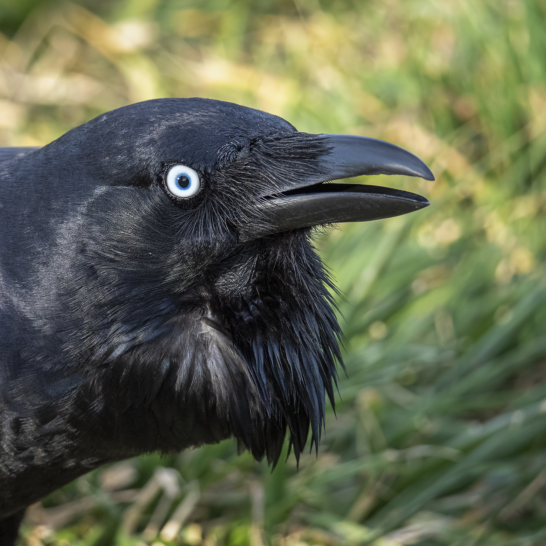 Australian Raven (Image ID 40866)