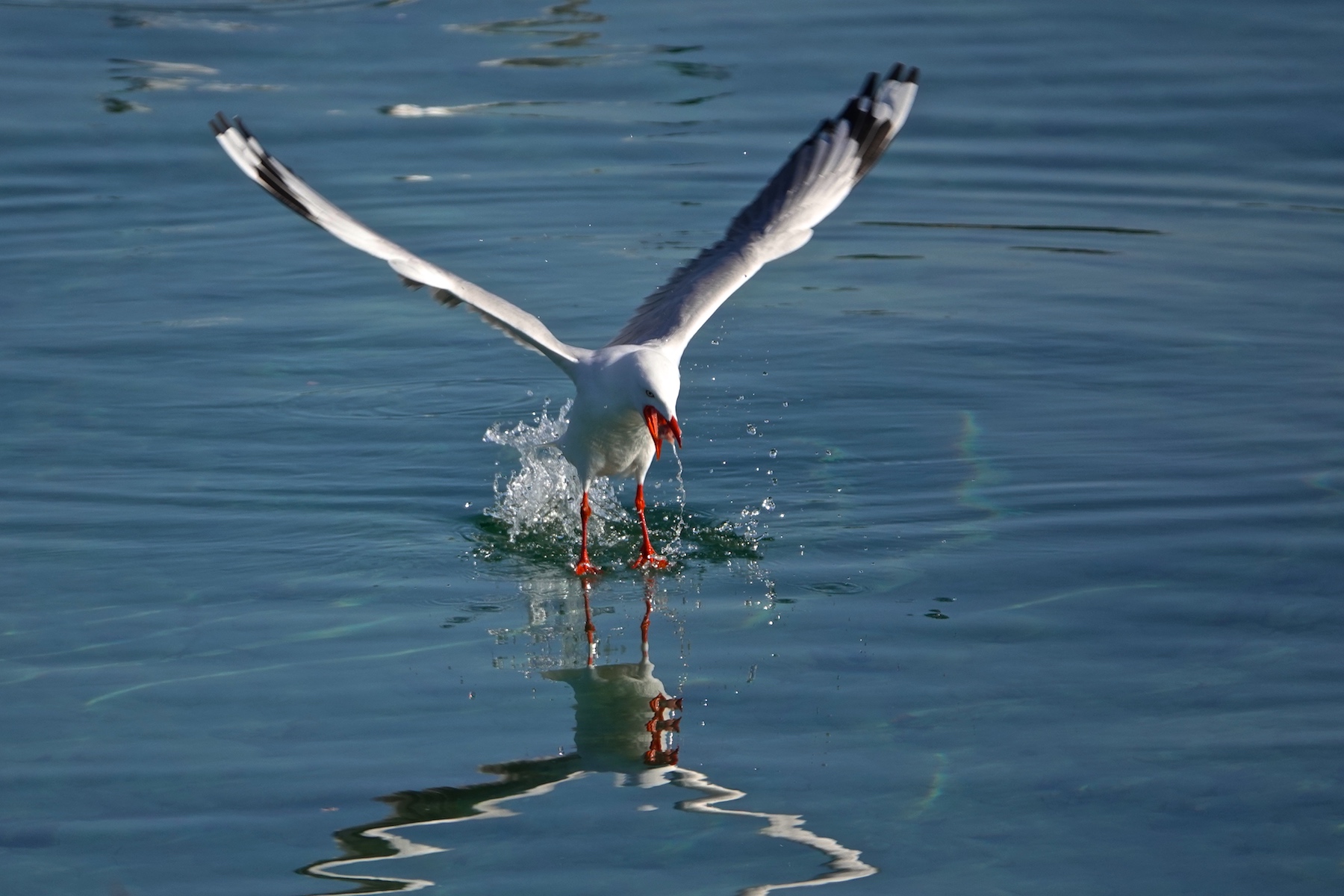 Silver Gull (Image ID 41050)