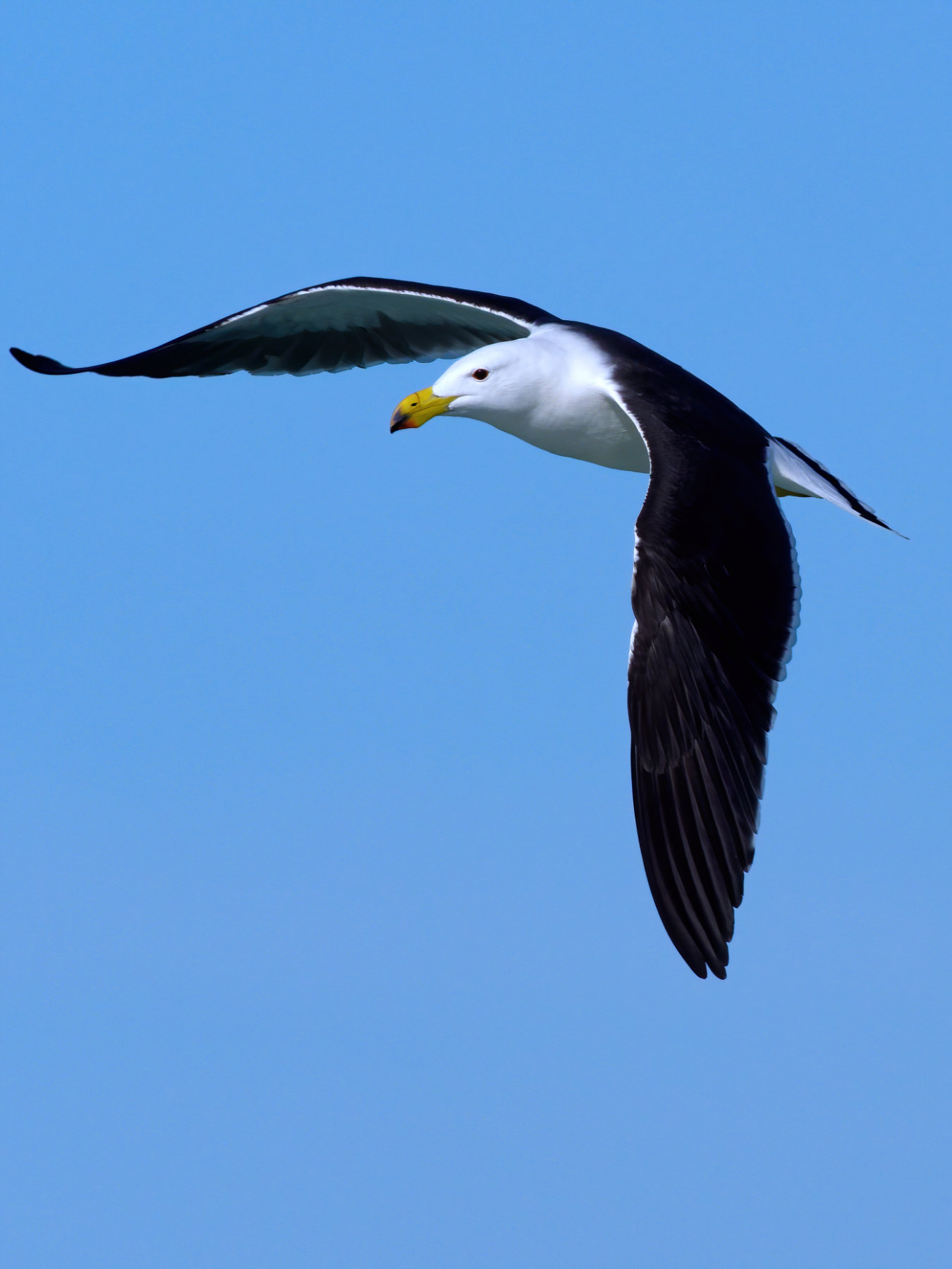 Pacific Gull (Image ID 40998)