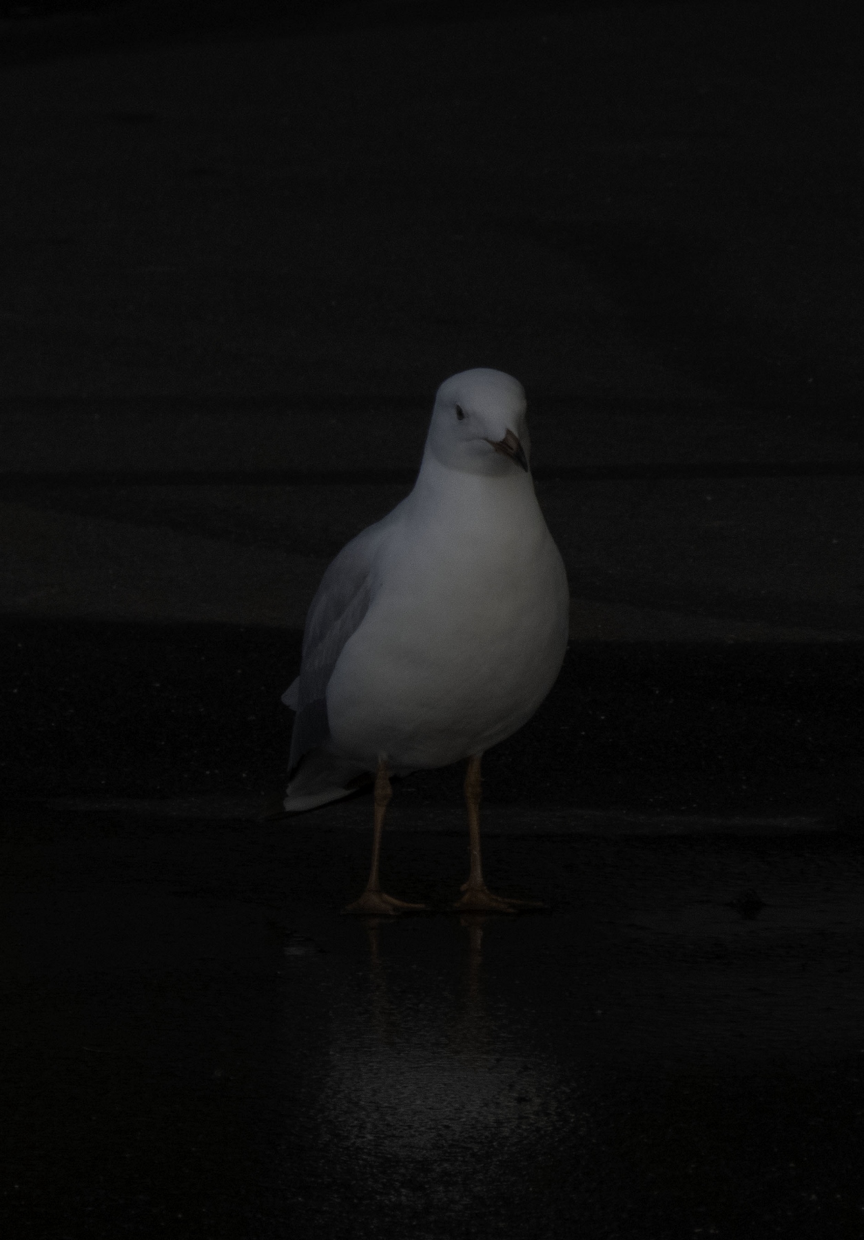 Silver Gull (Image ID 40910)