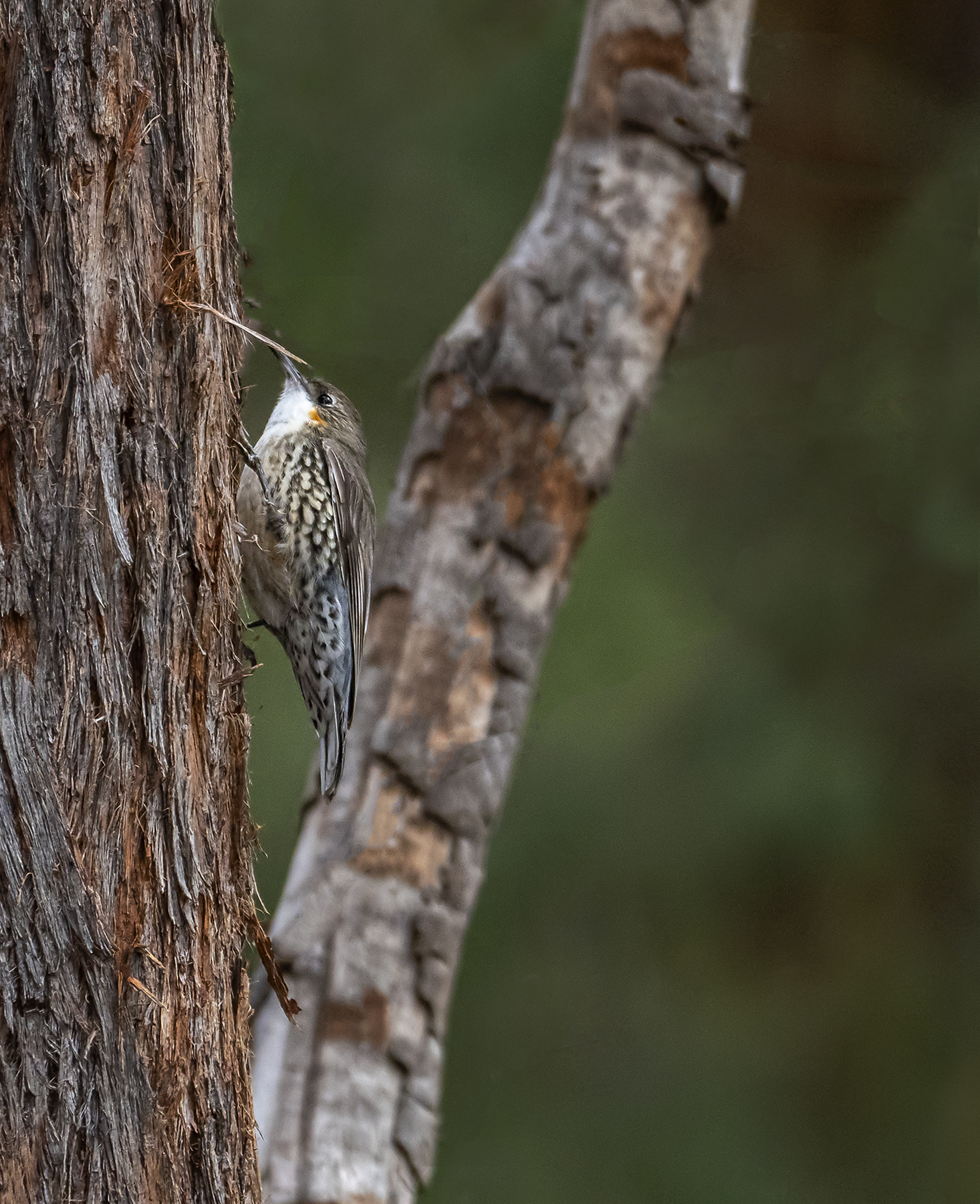 White-throated Treecreeper (Image ID 40705)