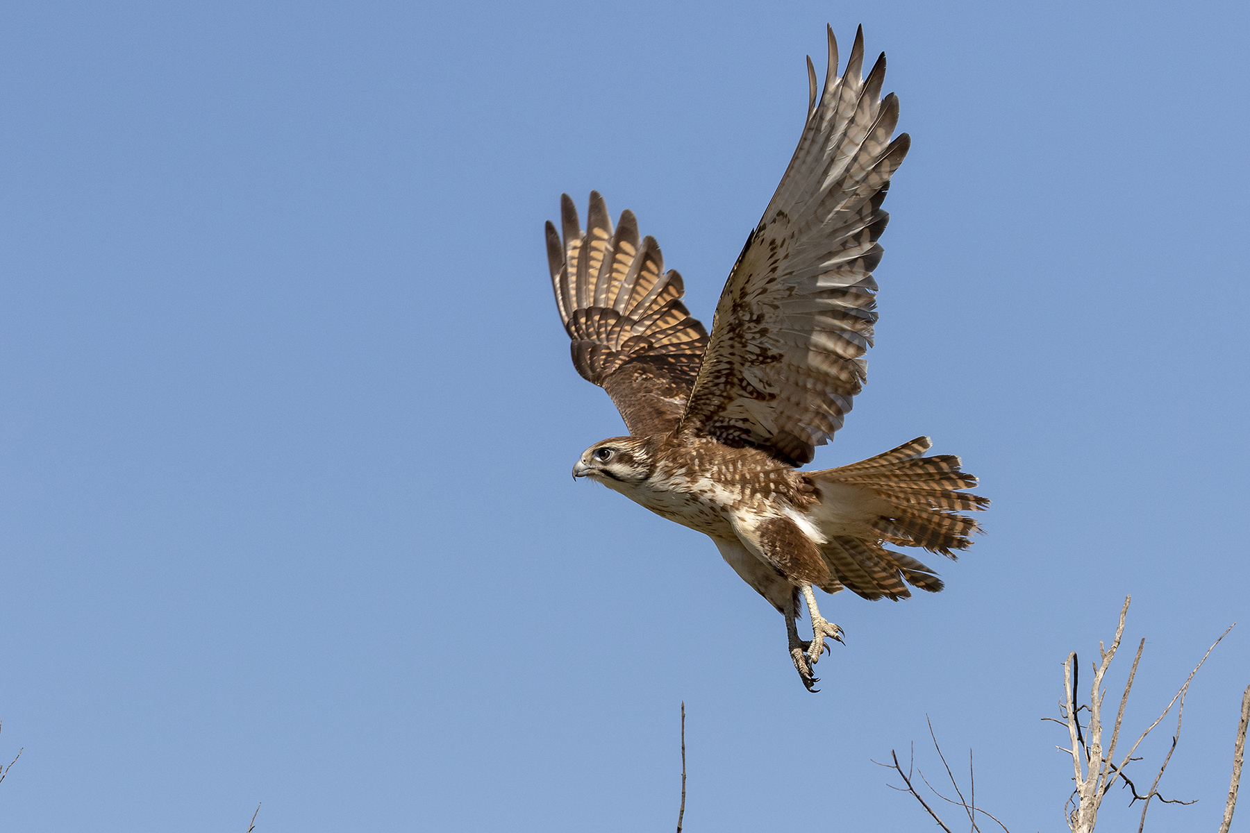 Brown Falcon (Image ID 40828)