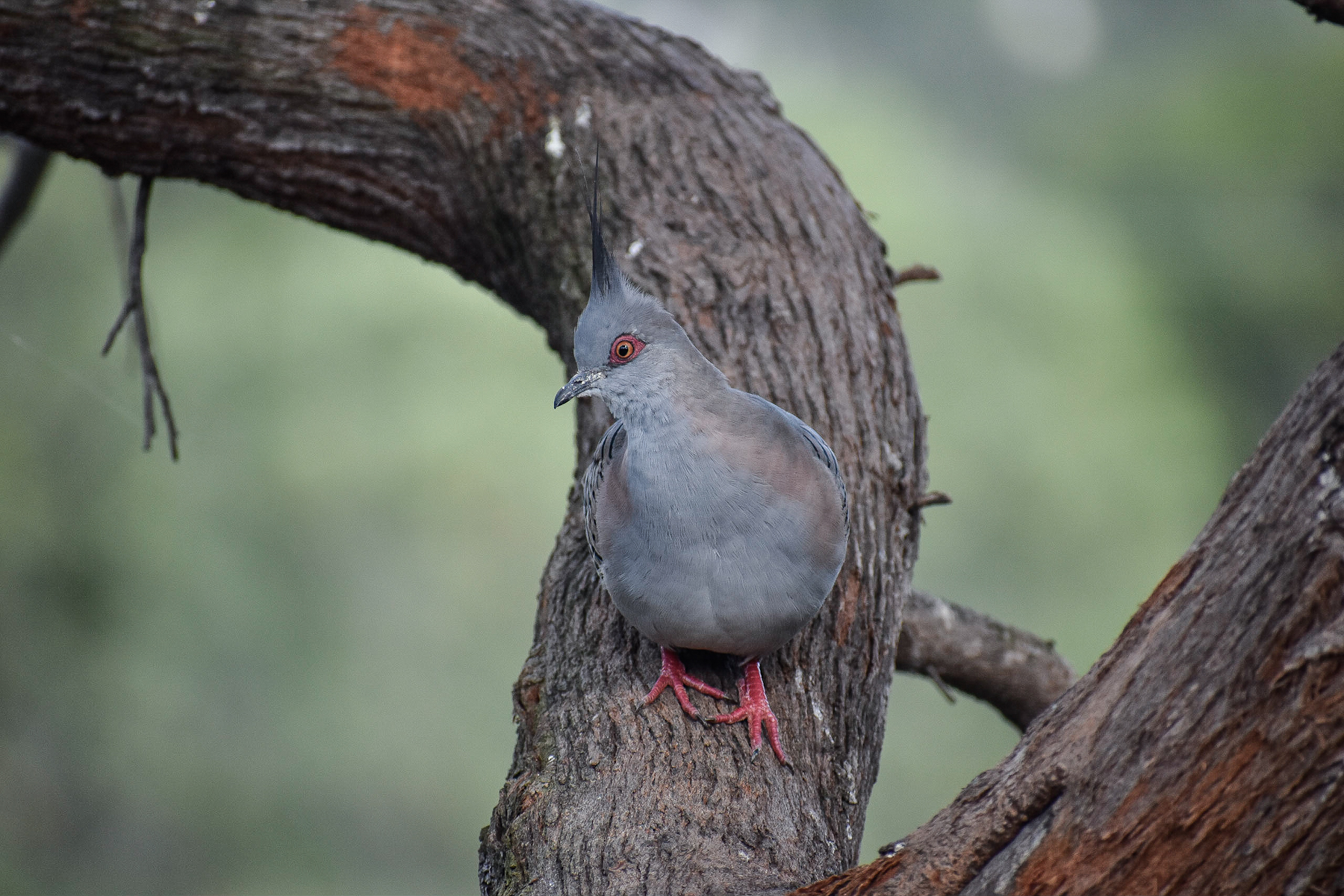 Crested Pigeon (Image ID 40782)