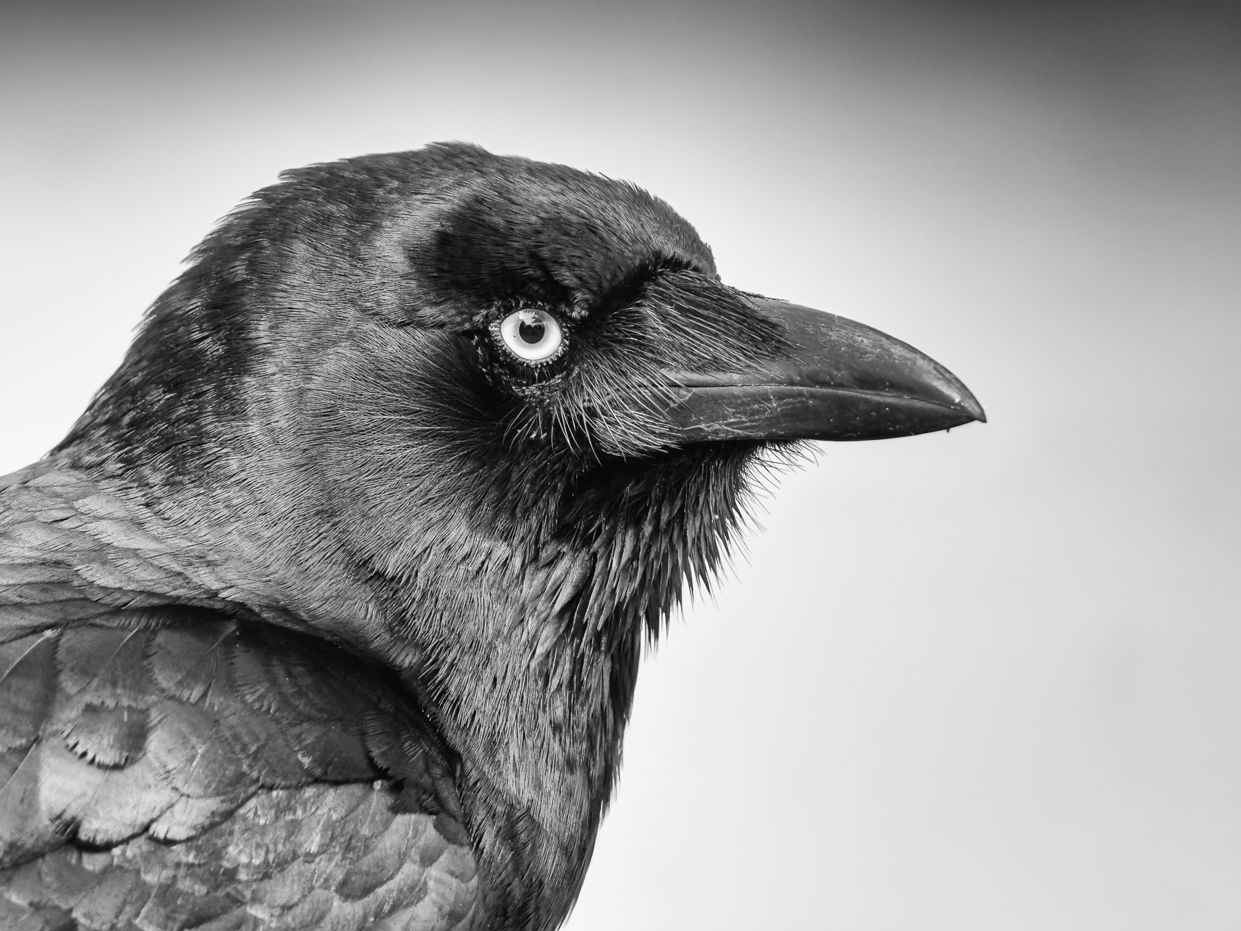 Torresian Crow (Image ID 40990)