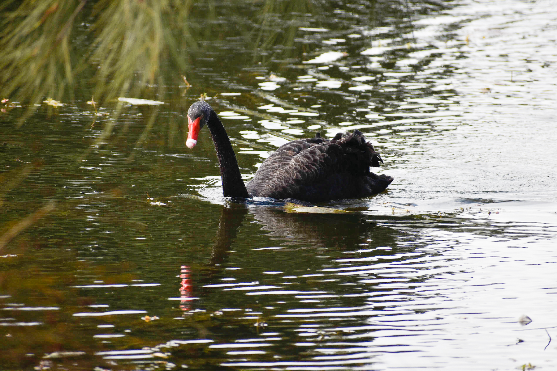 Black Swan (Image ID 40783)
