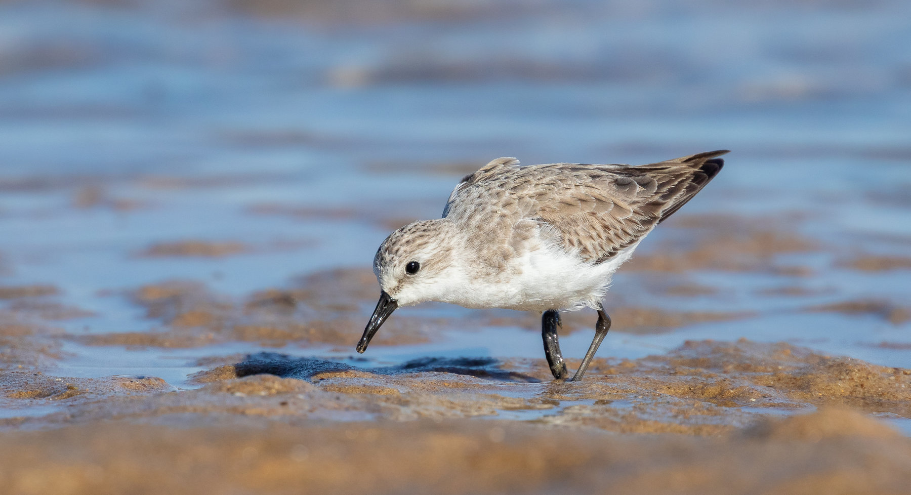 Red-necked Stint (Image ID 40777)