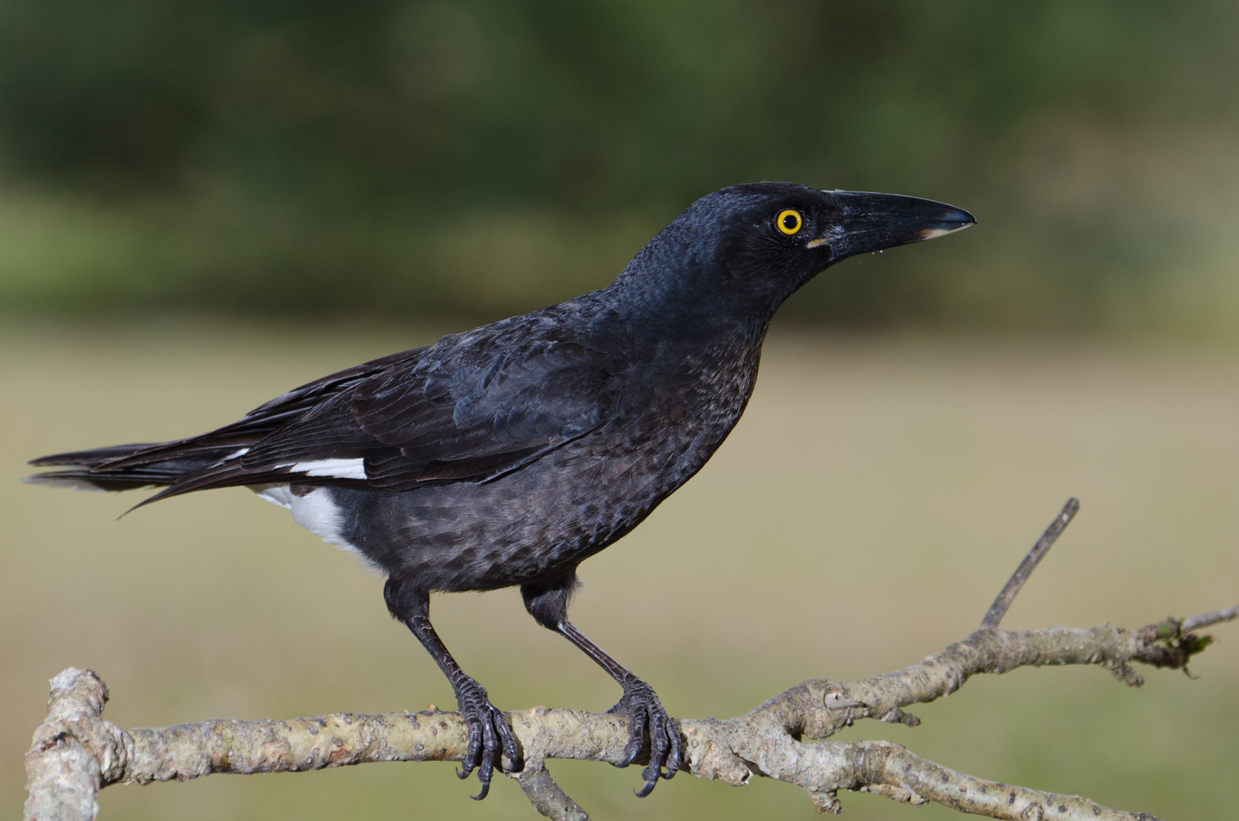 Pied Currawong (Image ID 40727)