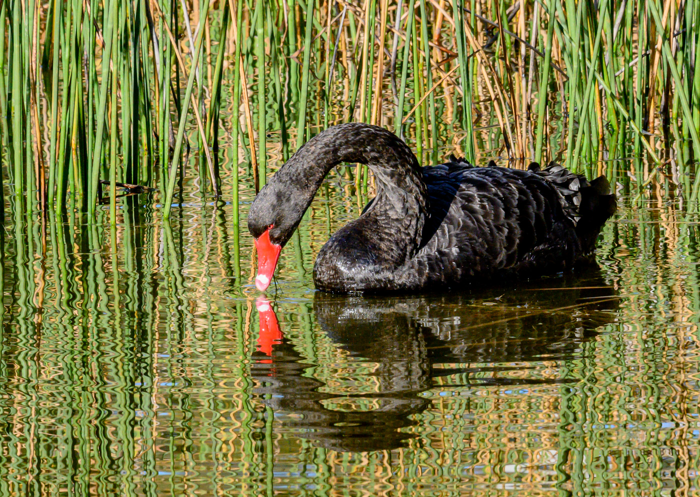 Black Swan (Image ID 40730)