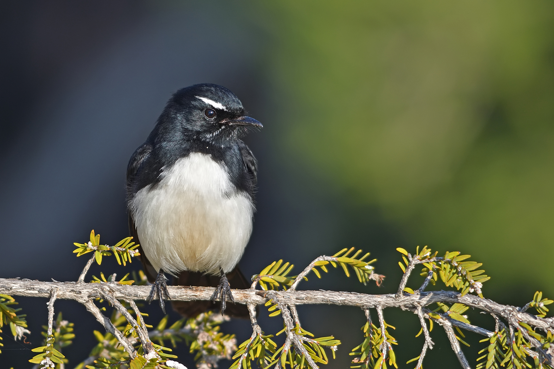 Willie Wagtail (Image ID 40876)