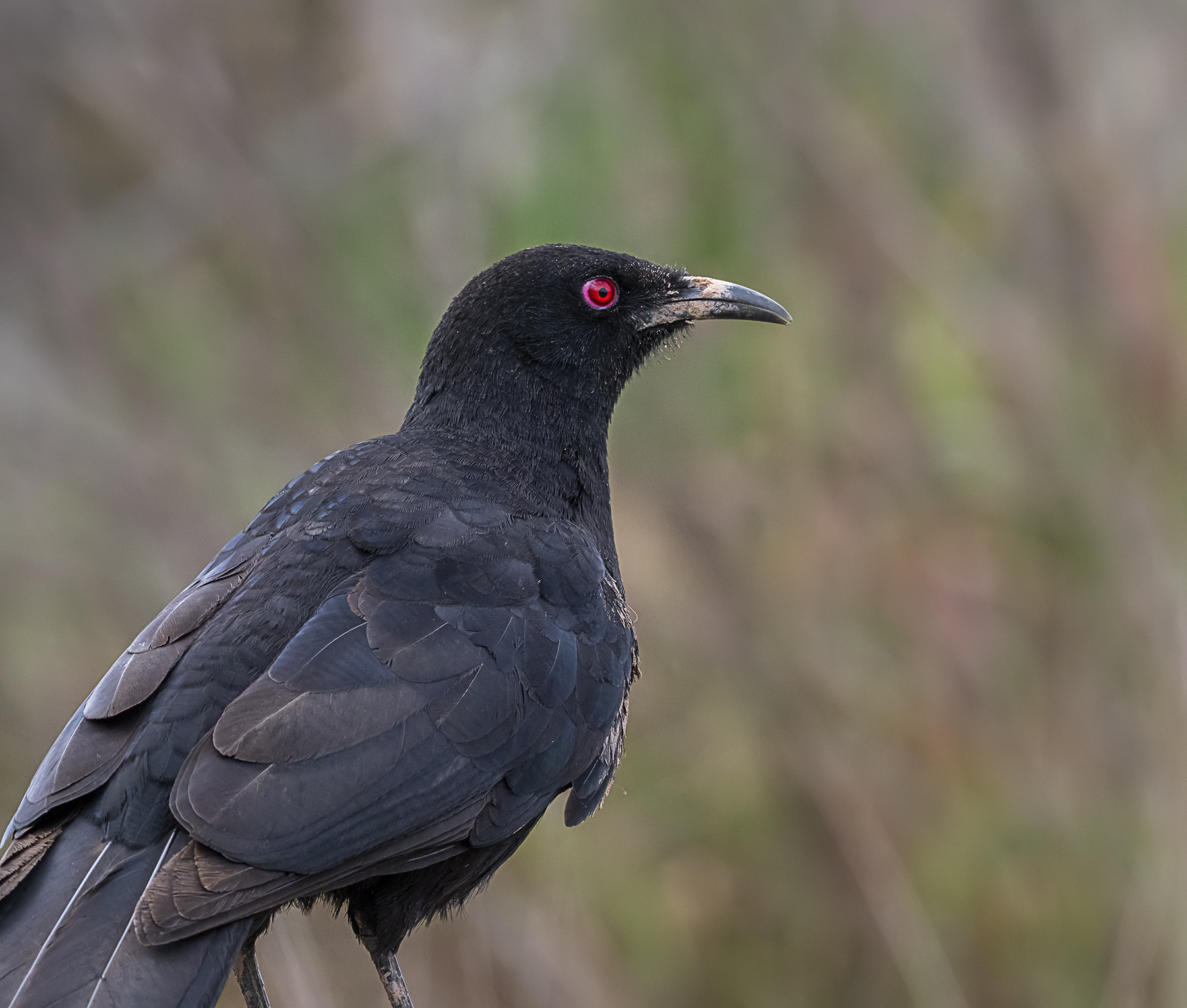 White-winged Chough (Image ID 41454)