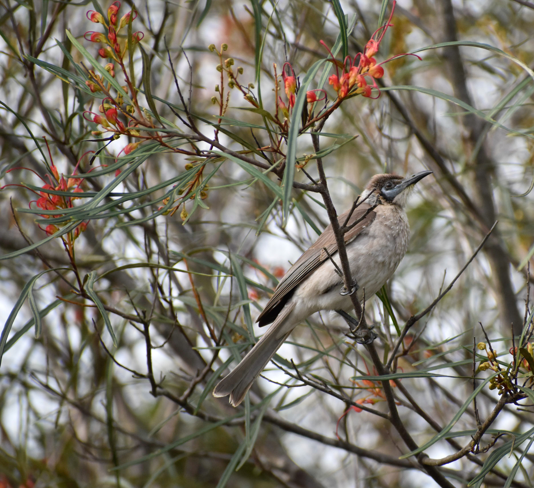Little Friarbird (Image ID 41479)