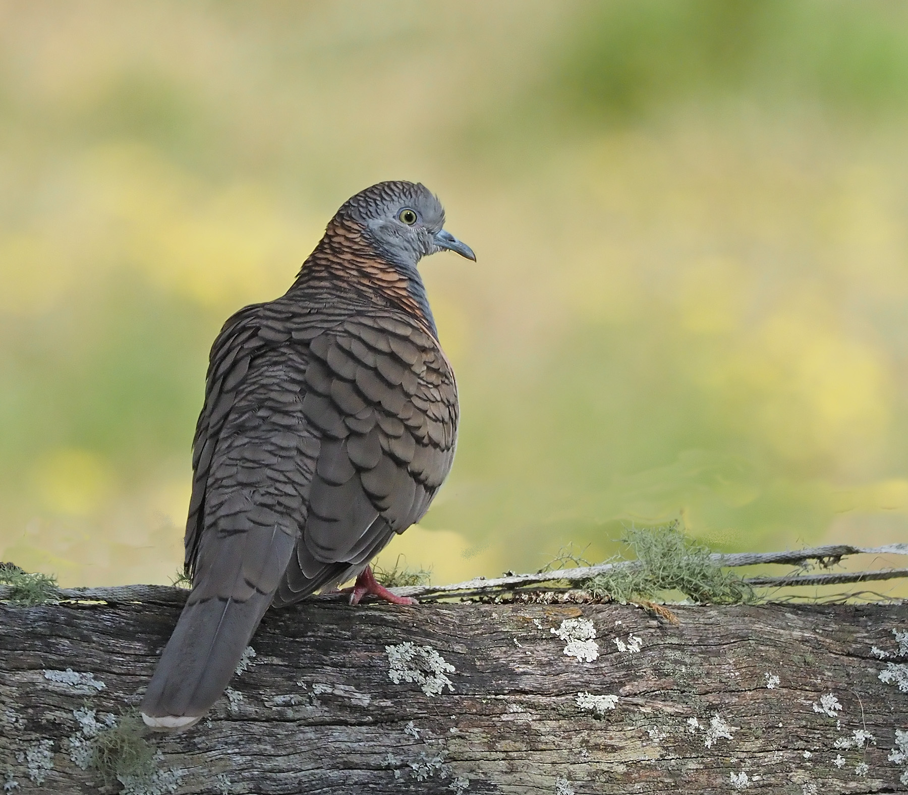 Bar-shouldered Dove (Image ID 41384)