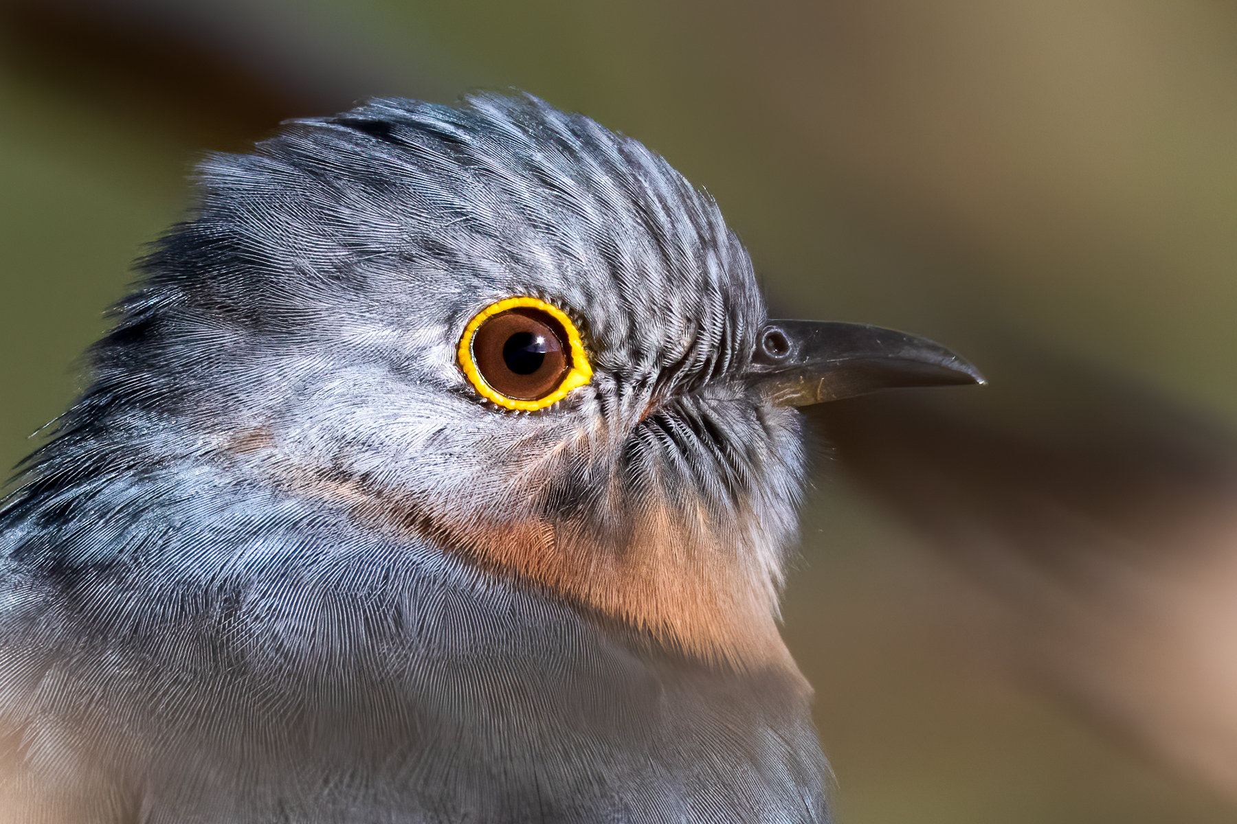 Fan-tailed Cuckoo (Image ID 41561)