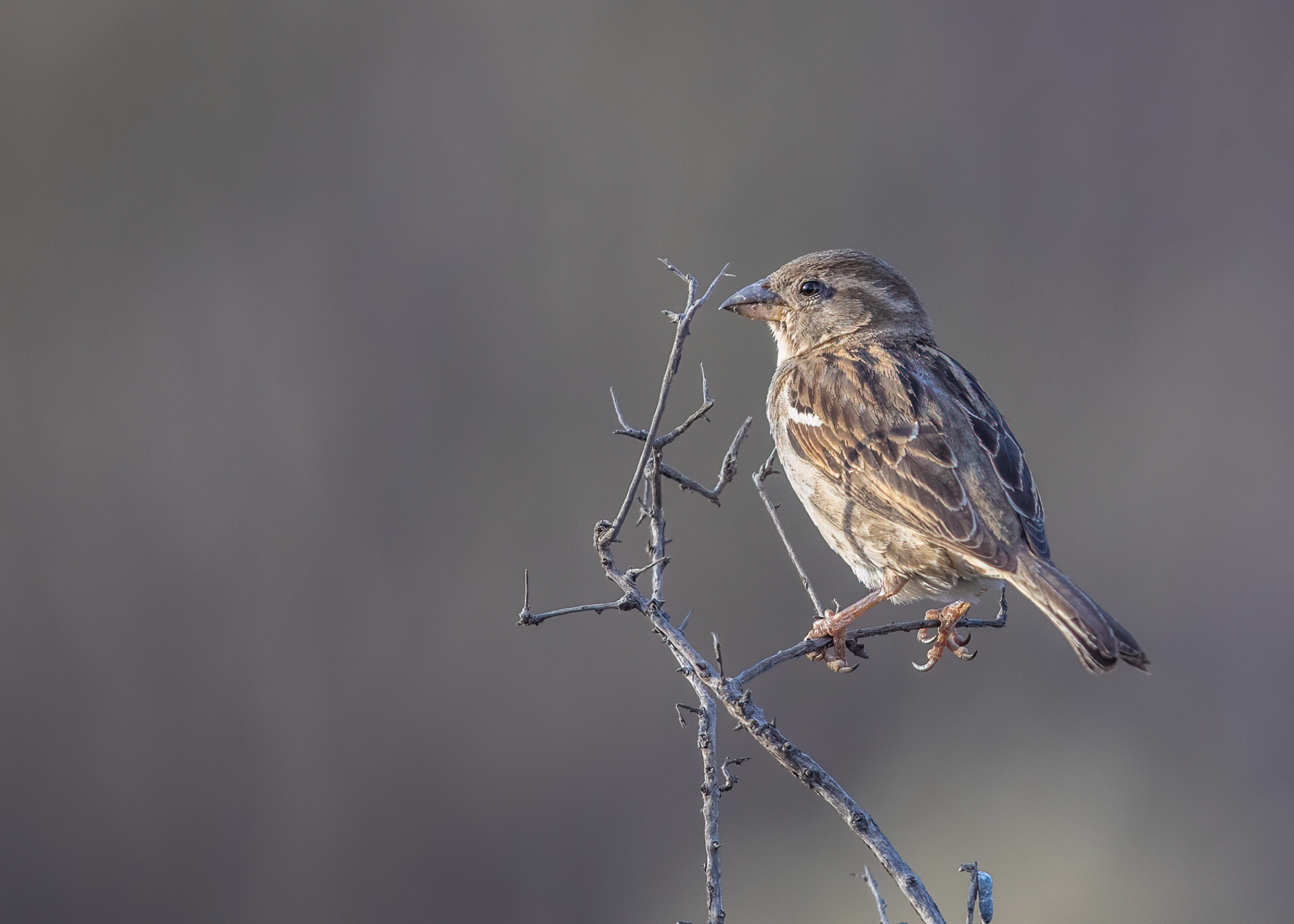 House Sparrow (Image ID 41466)