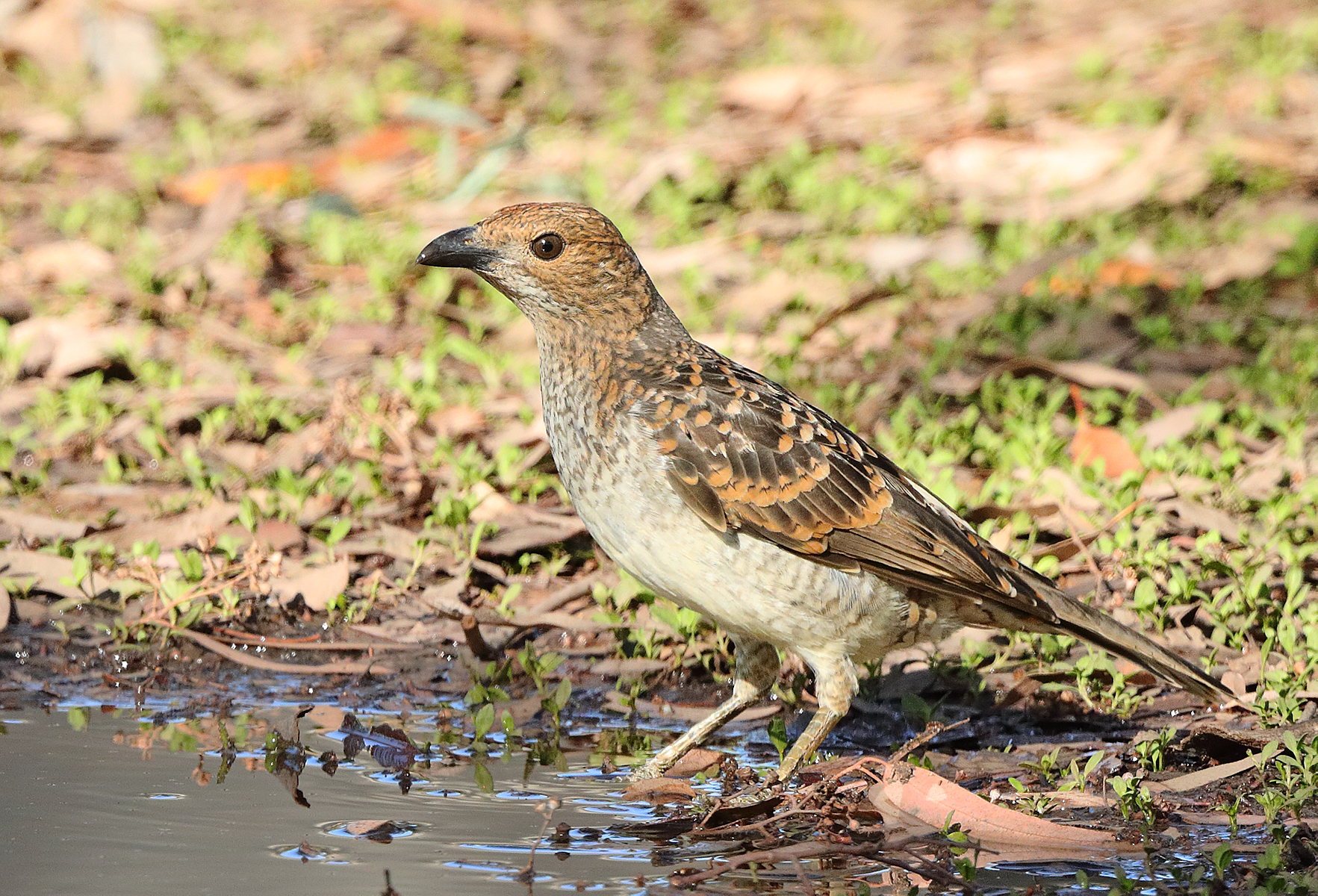 Spotted Bowerbird (Image ID 41270)
