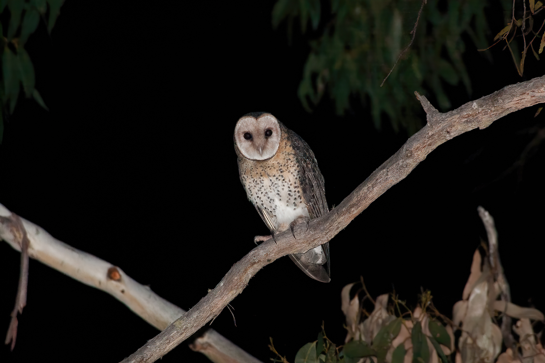 Masked Owl (Image ID 41278)